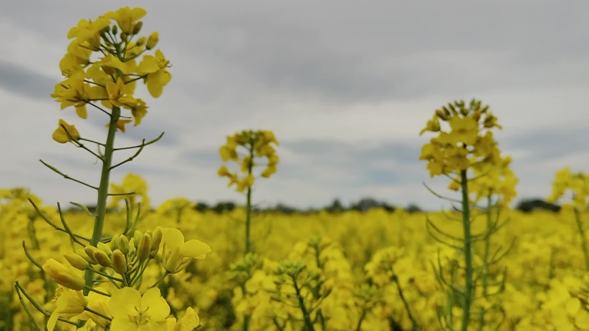 Agriculture Season In Poland