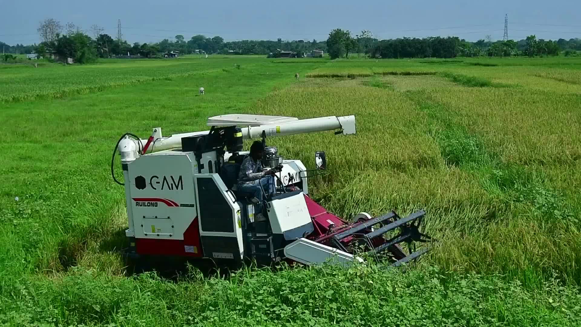 Rice harvest in India
