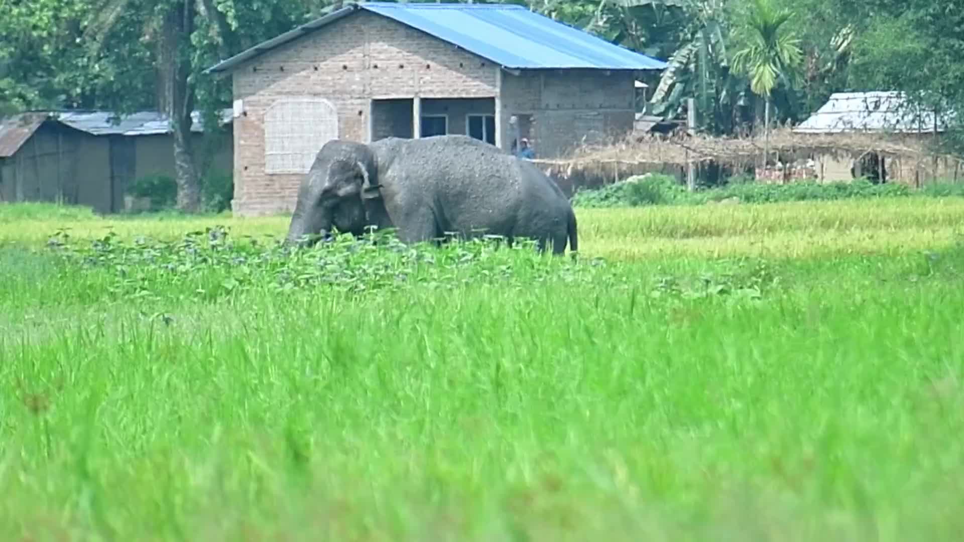 Two villagers killed in wild elephant attacks in India