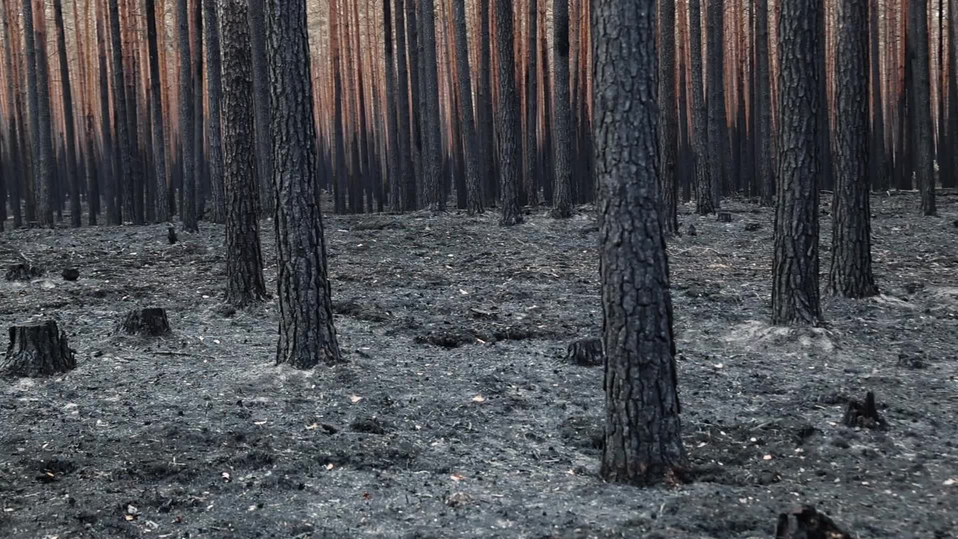 Burnt Forest of Puszcza Solska