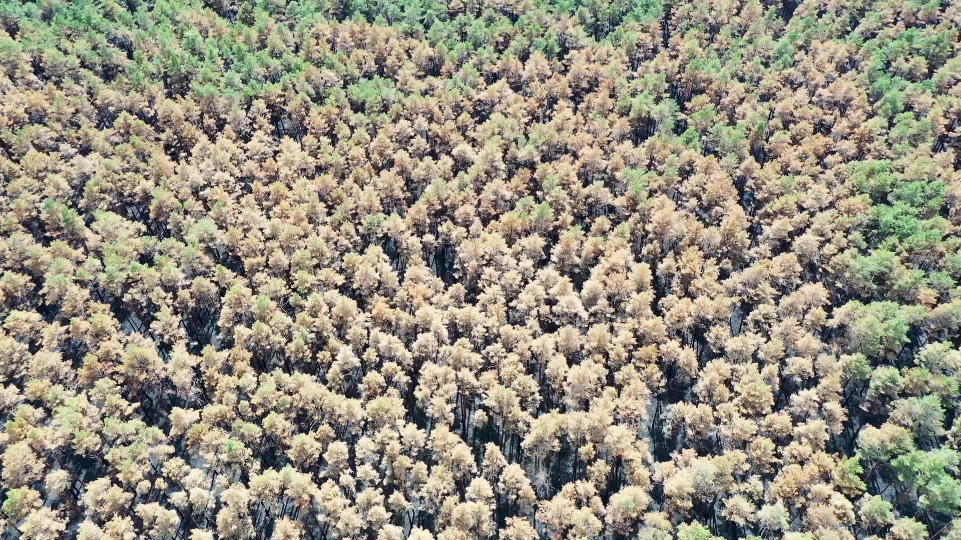 Burnt Forest of Puszcza Solska