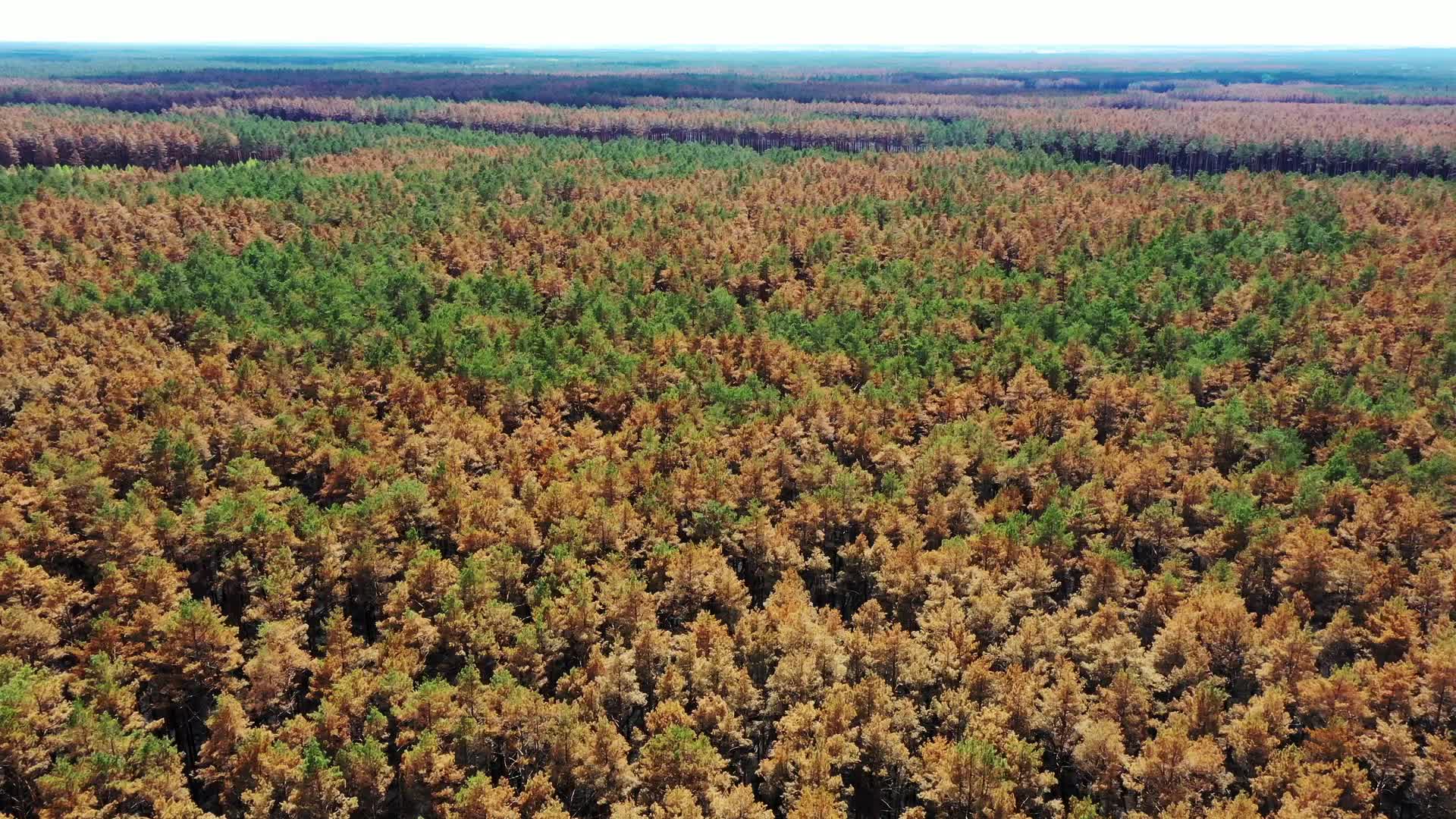 Burnt Forest of Puszcza Solska