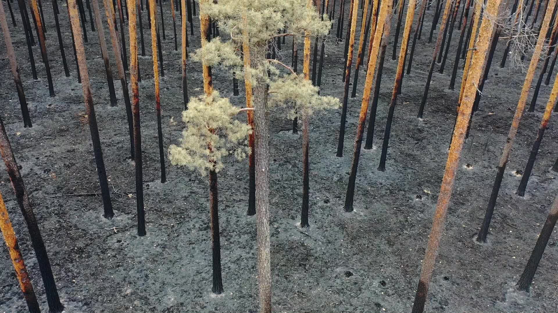Burnt Forest of Puszcza Solska