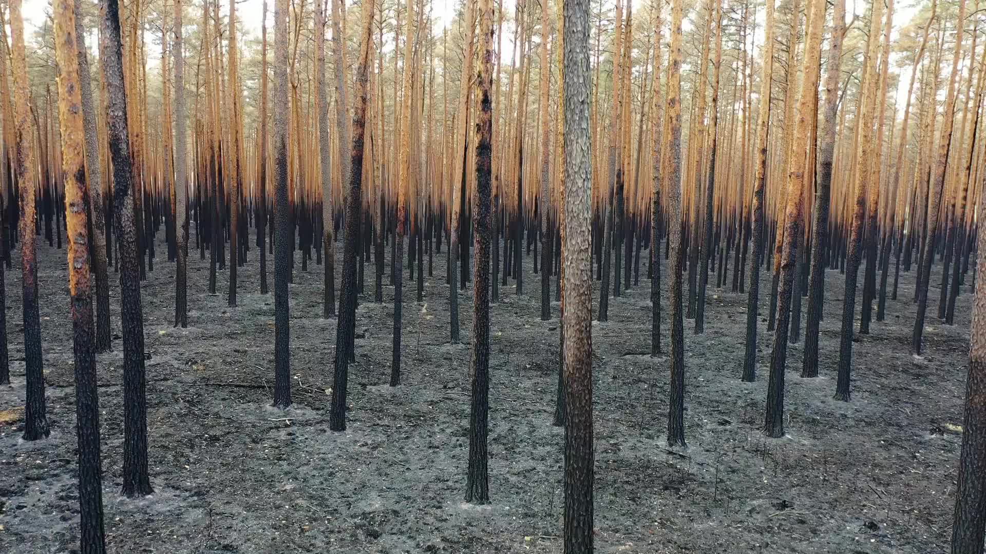 Burnt Forest of Puszcza Solska