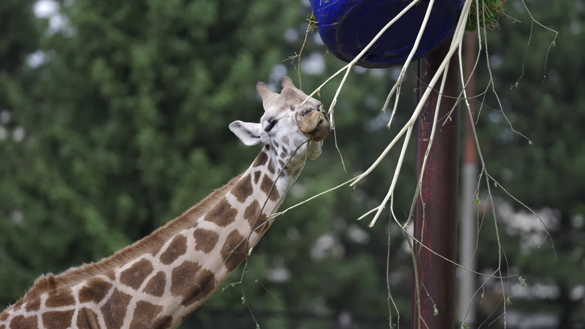 Warsaw Zoo's youngeset giraffe finds new home
