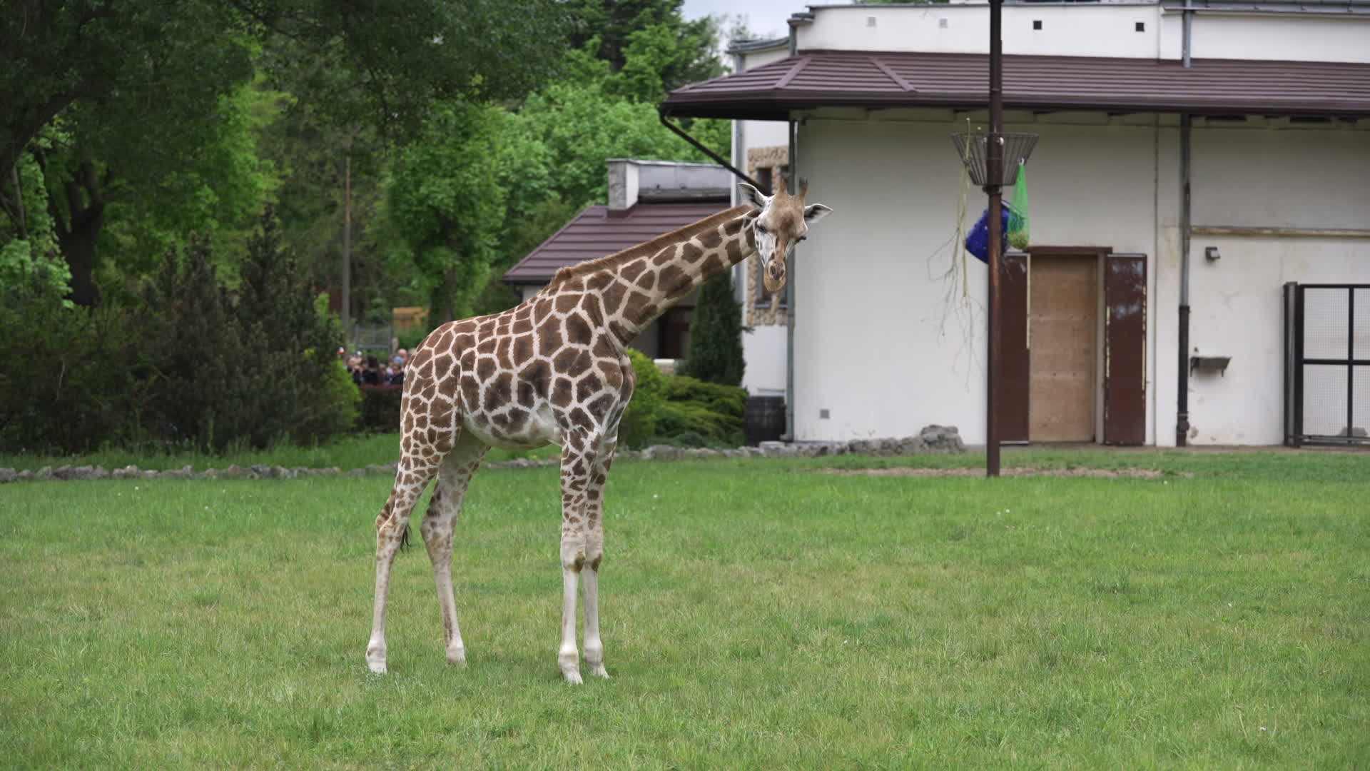 Warsaw Zoo's youngeset giraffe finds new home