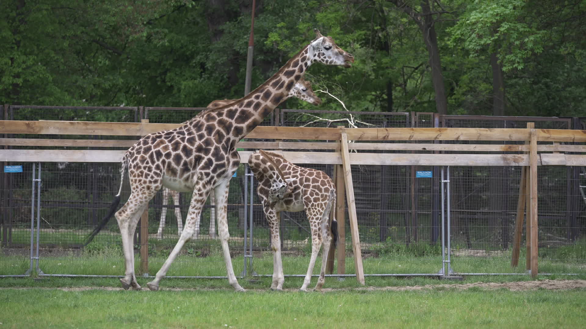 Warsaw Zoo's youngeset giraffe finds new home