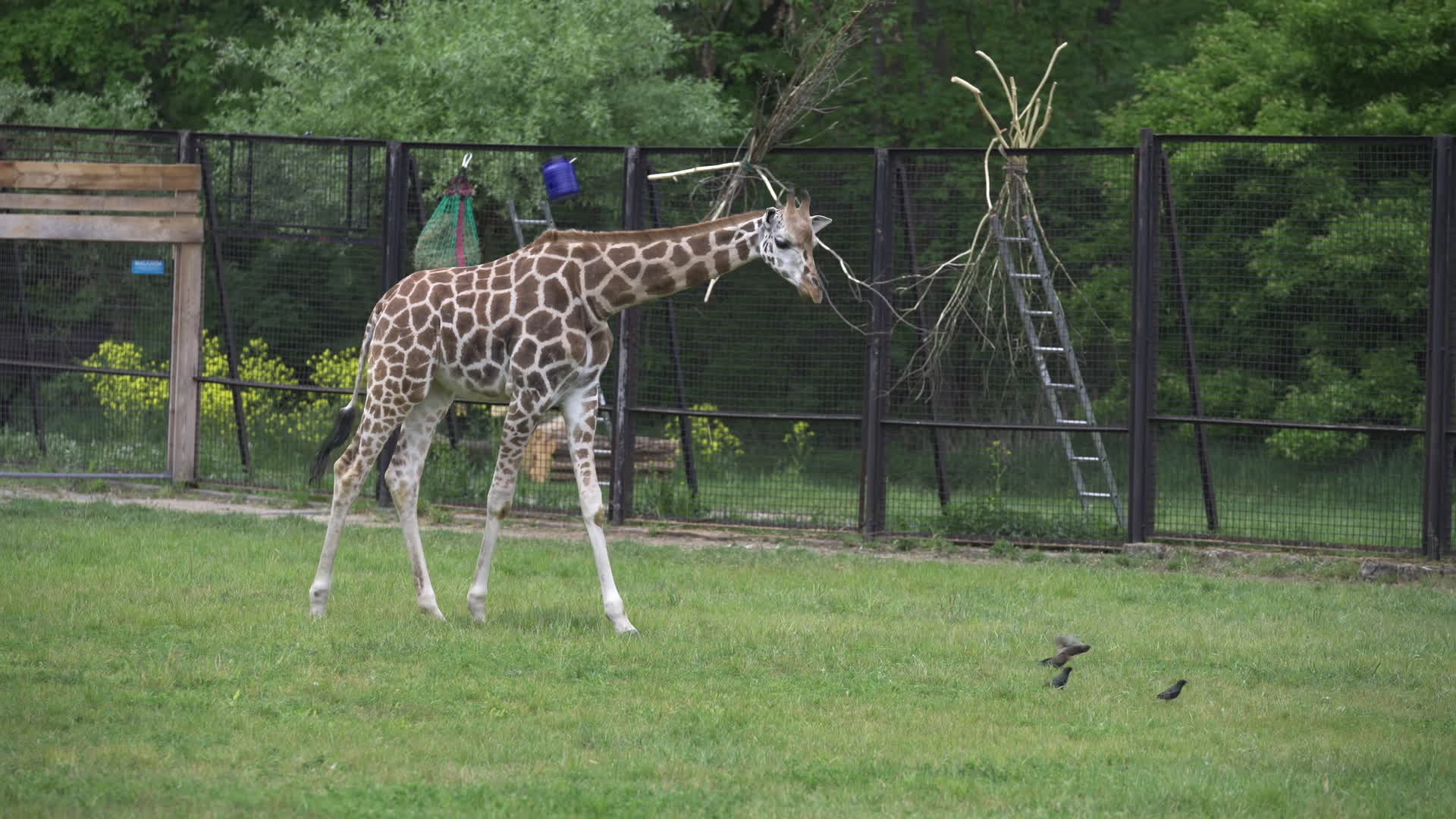 Warsaw Zoo's youngeset giraffe finds new home