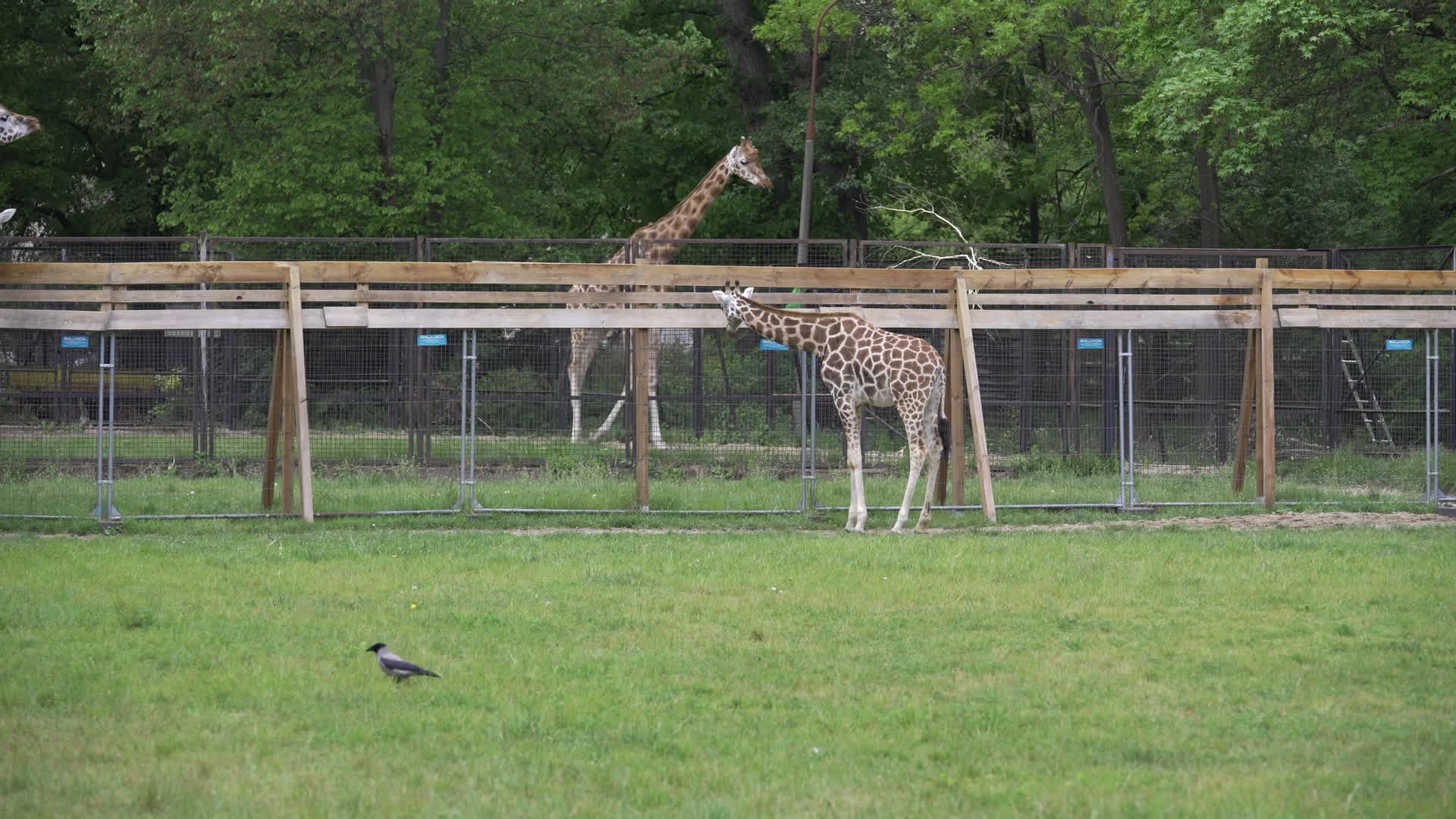 Warsaw Zoo's youngeset giraffe finds new home