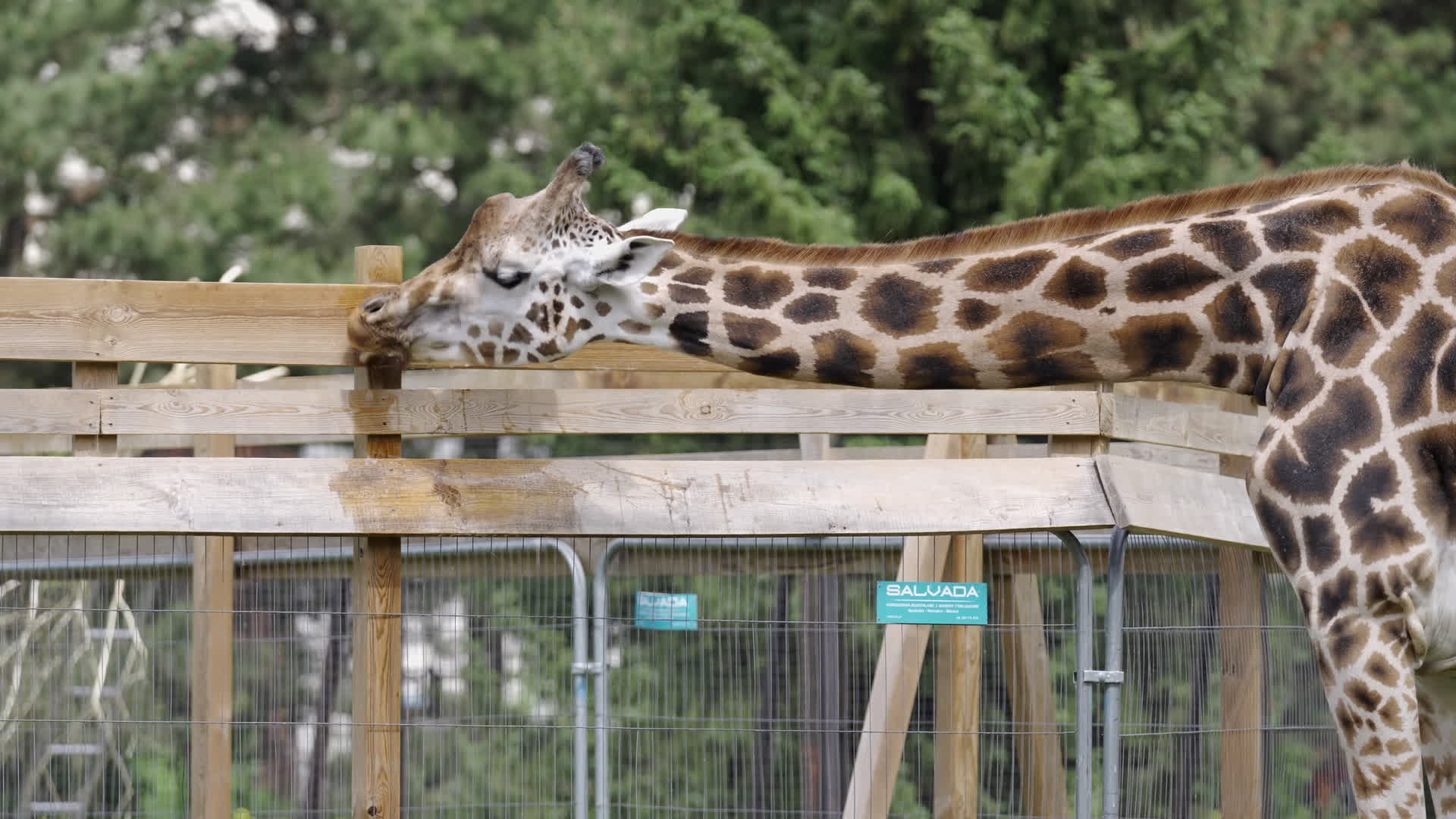 Warsaw Zoo's youngeset giraffe finds new home
