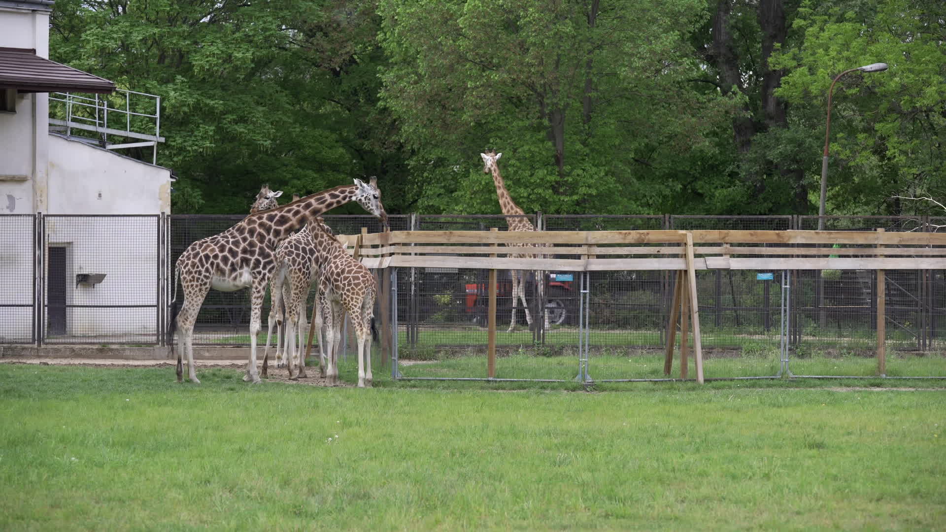 Warsaw Zoo's youngeset giraffe finds new home