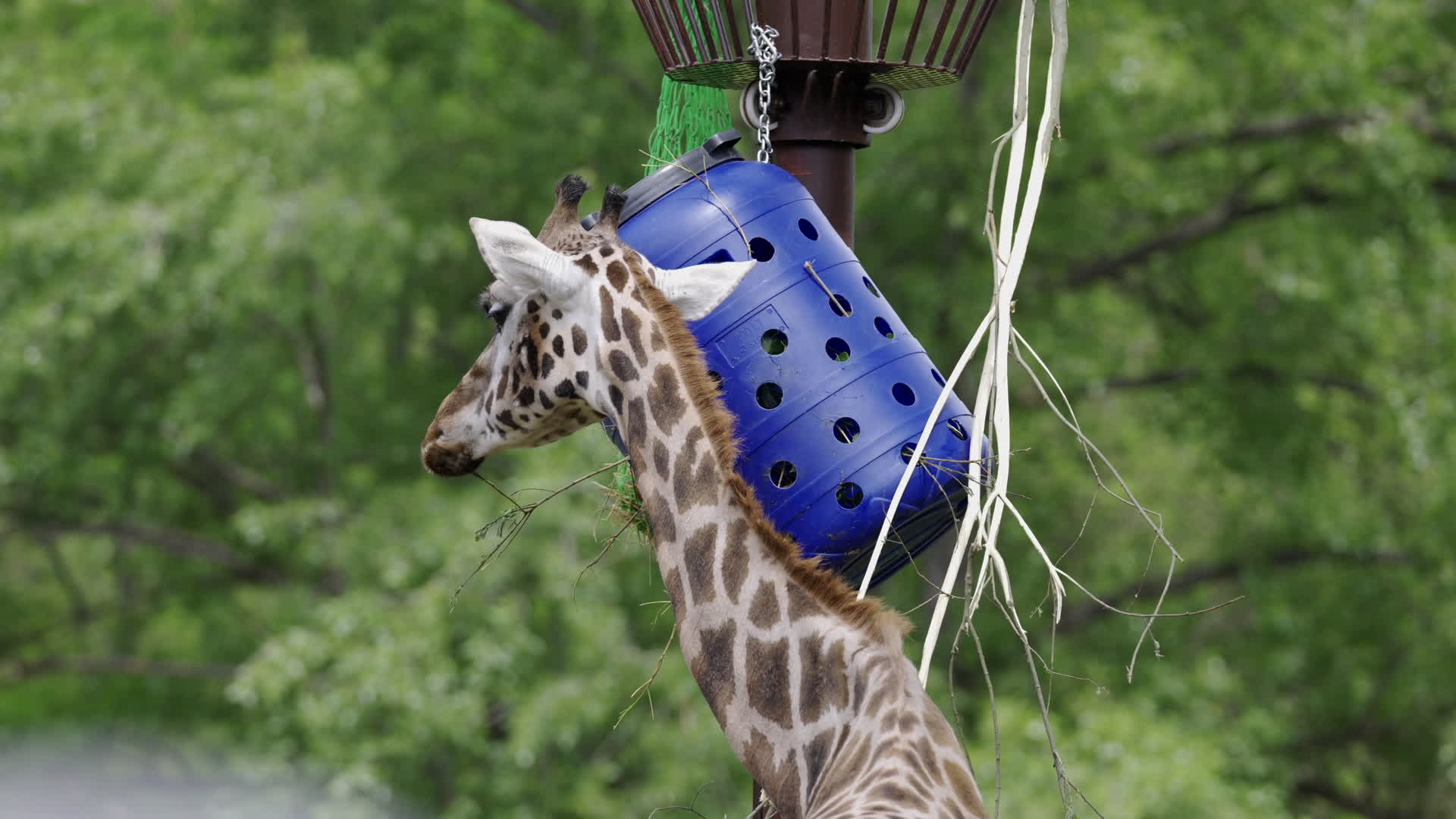 Warsaw Zoo's youngeset giraffe finds new home
