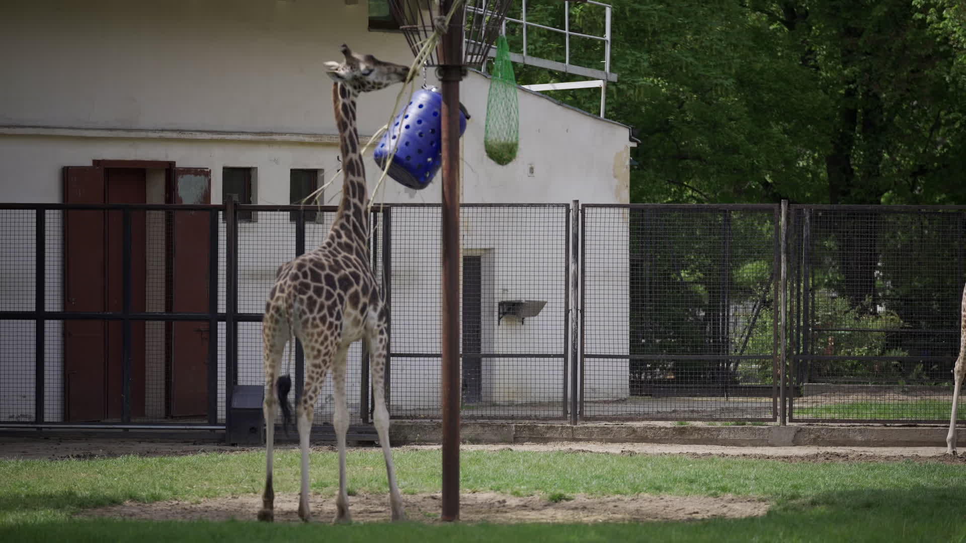 Warsaw Zoo's youngeset giraffe finds new home