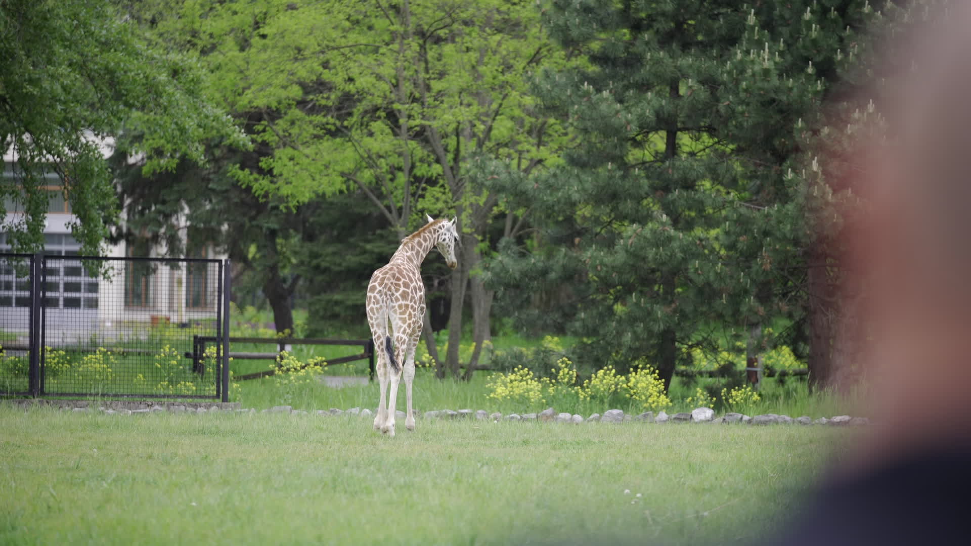 Warsaw Zoo's youngeset giraffe finds new home