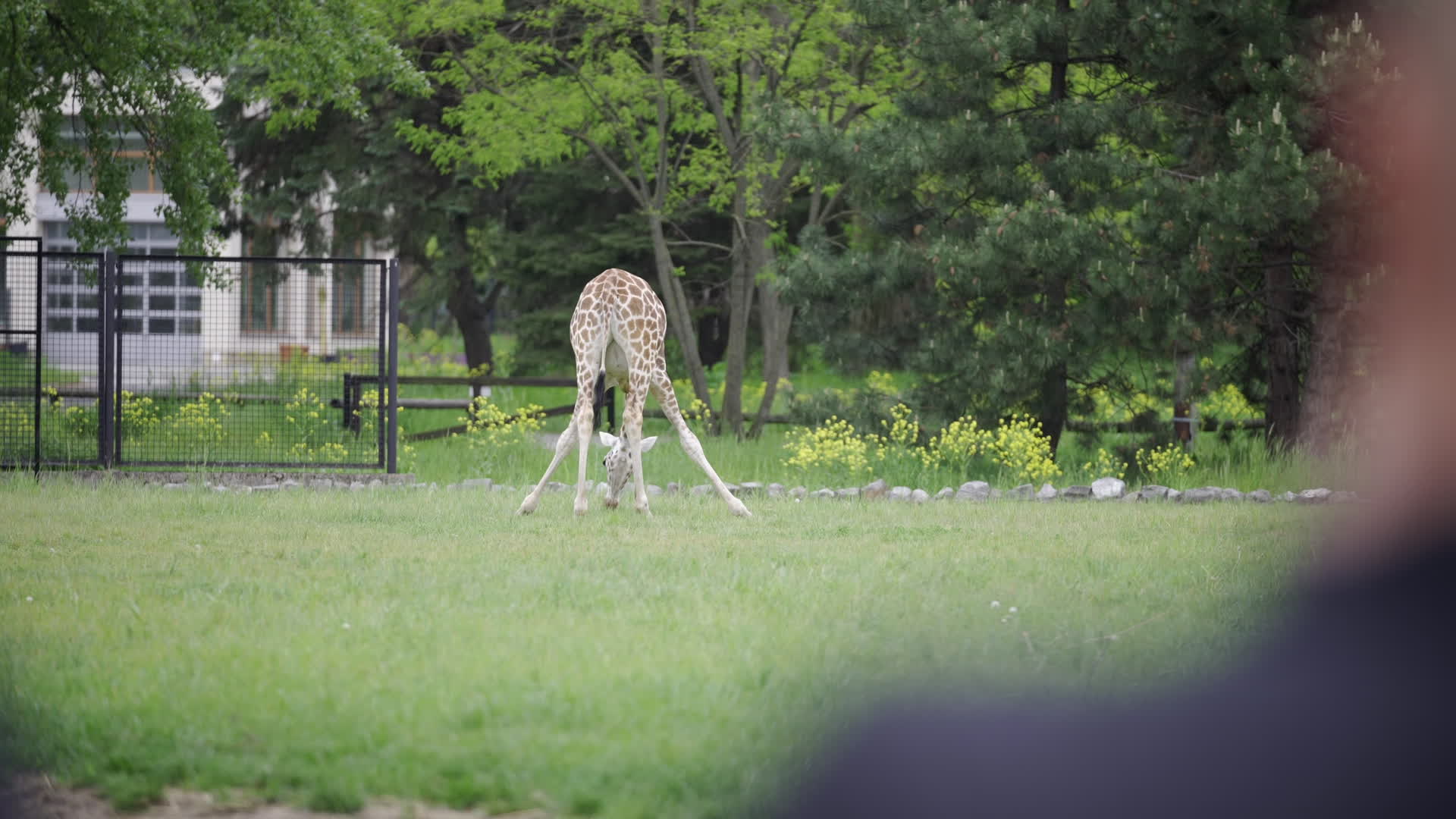 Warsaw Zoo's youngeset giraffe finds new home