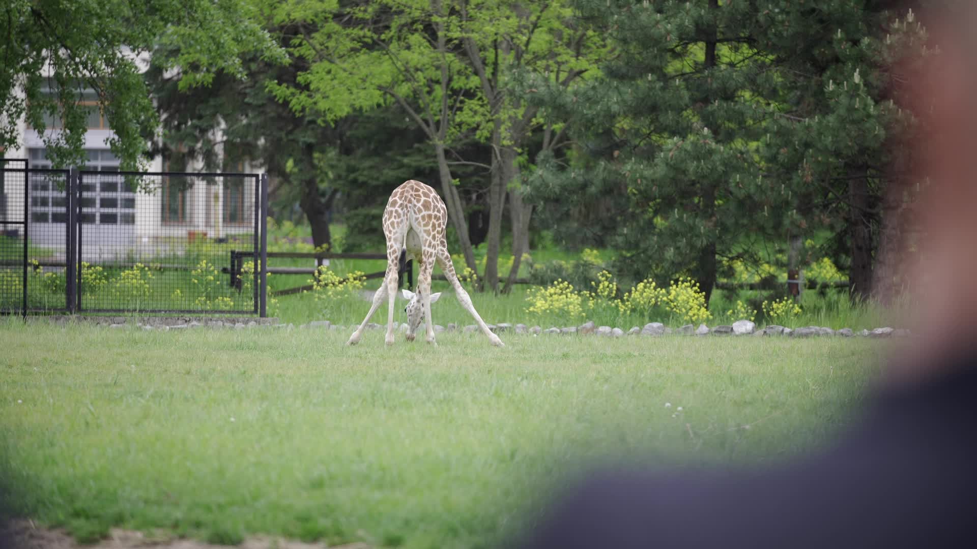 Warsaw Zoo's youngeset giraffe finds new home