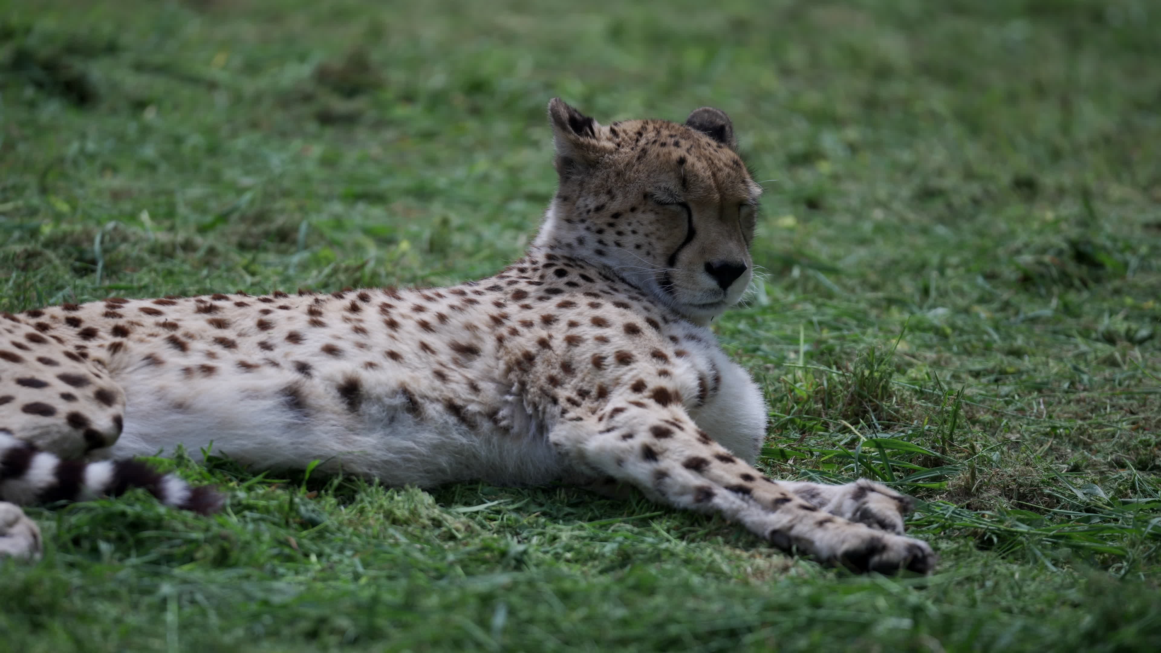 Warsaw Zoo's youngeset giraffe finds new home