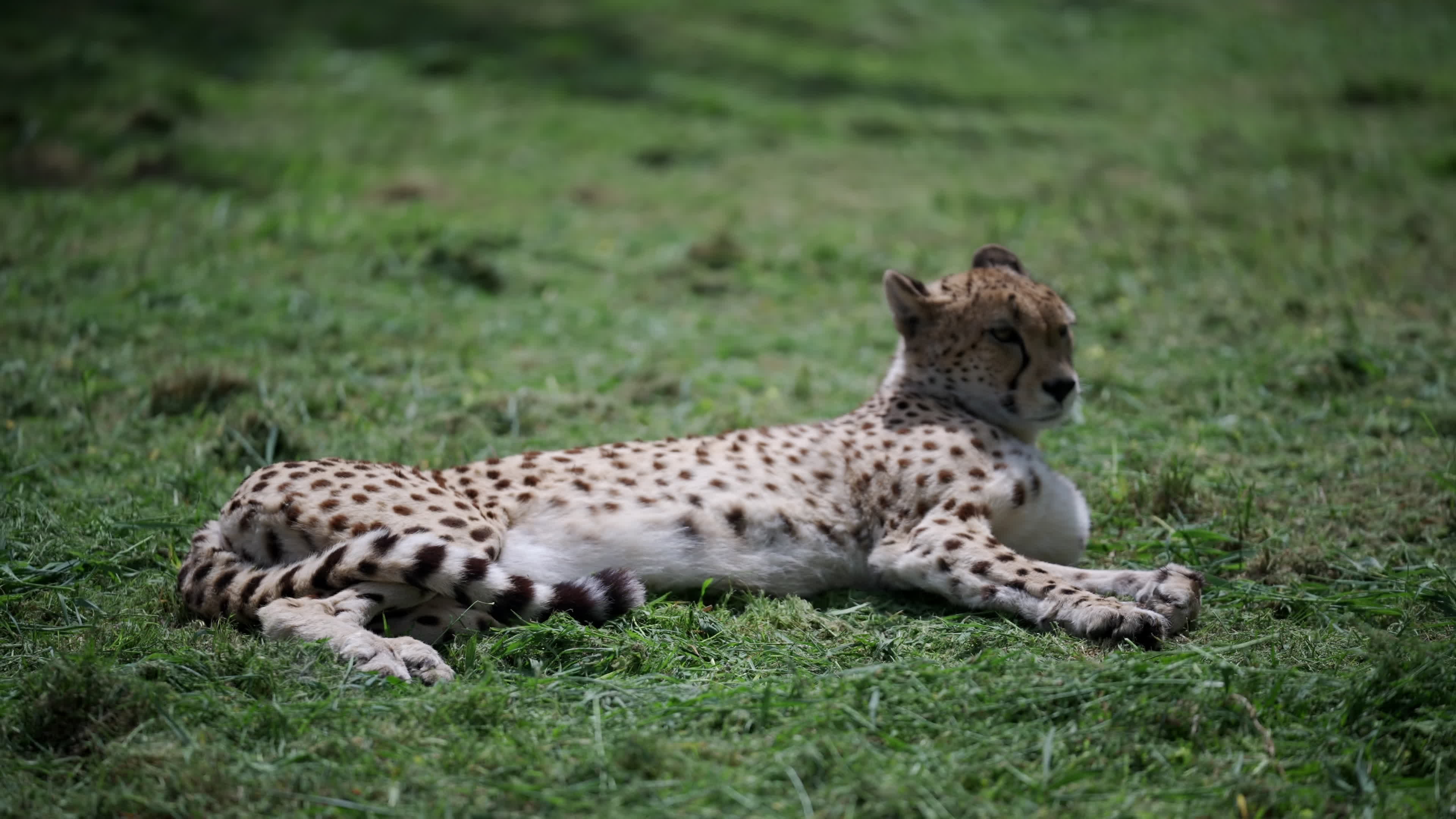 Warsaw Zoo's youngeset giraffe finds new home