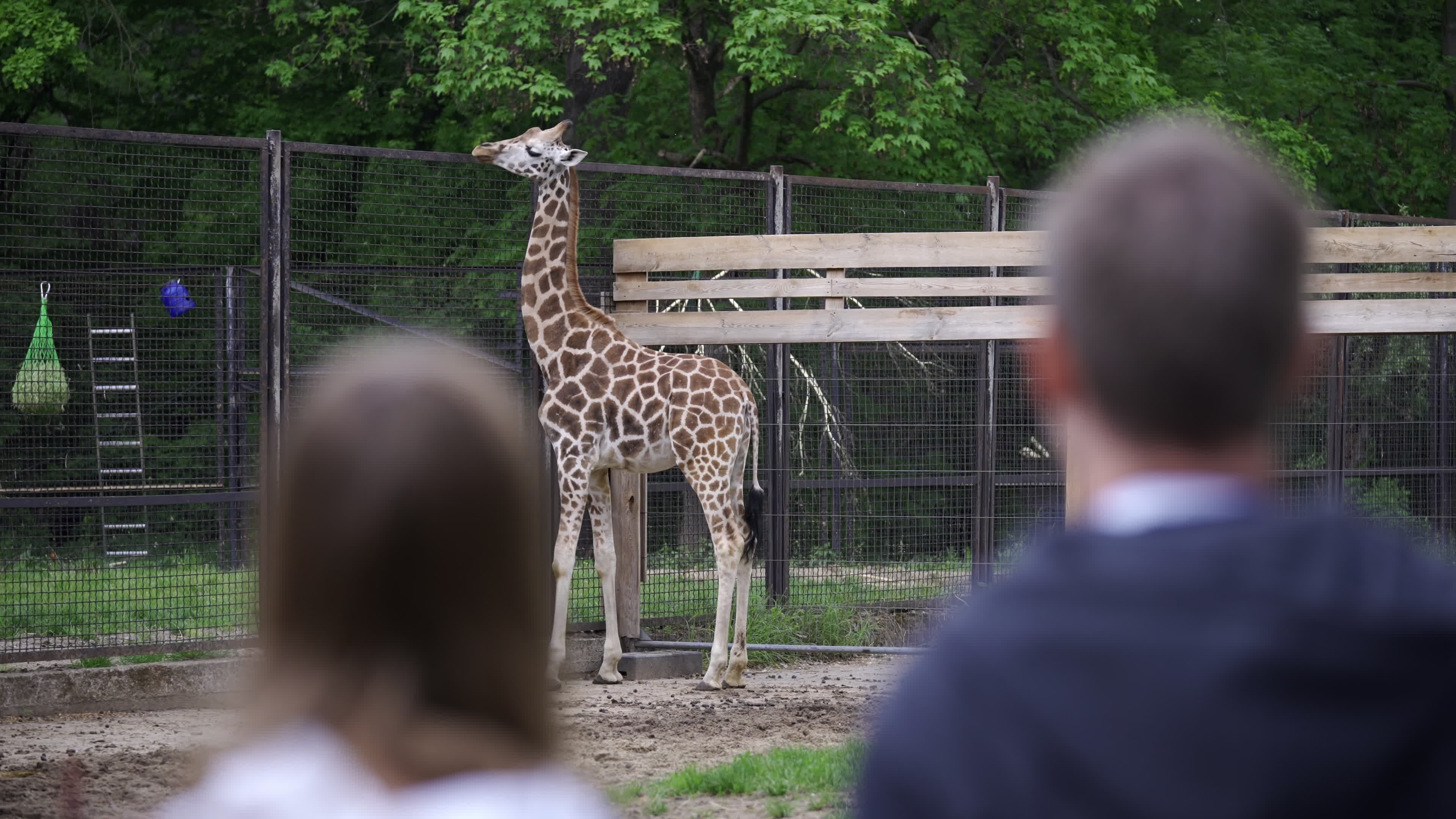 Warsaw Zoo's youngeset giraffe finds new home