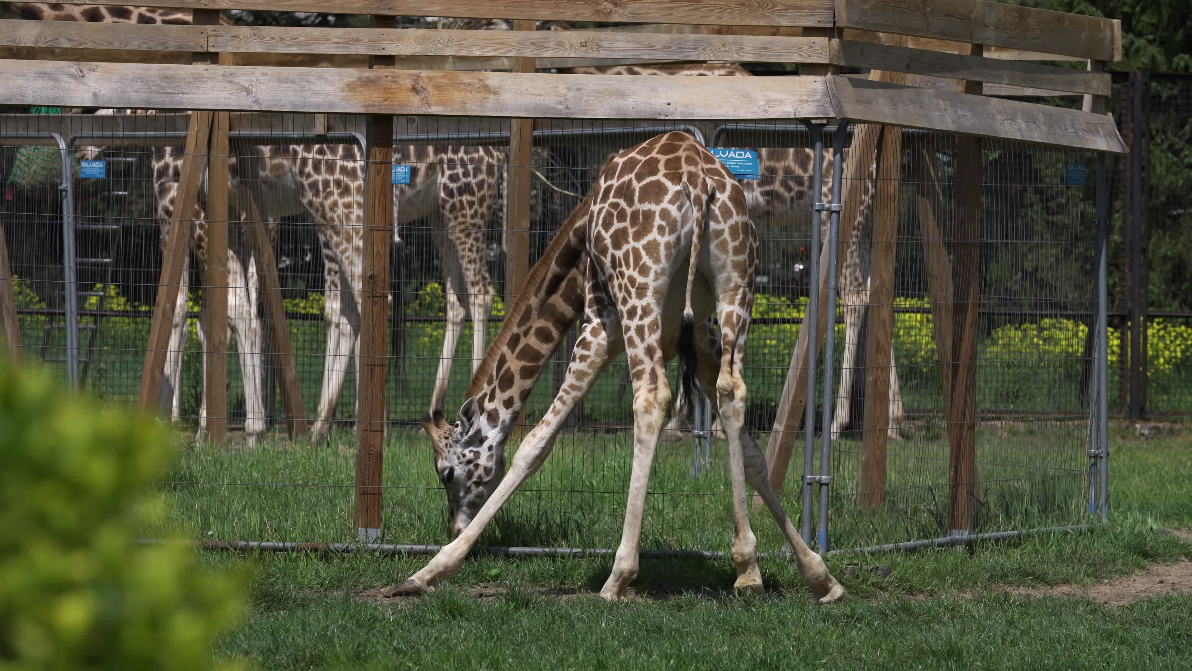 Warsaw Zoo's youngeset giraffe finds new home