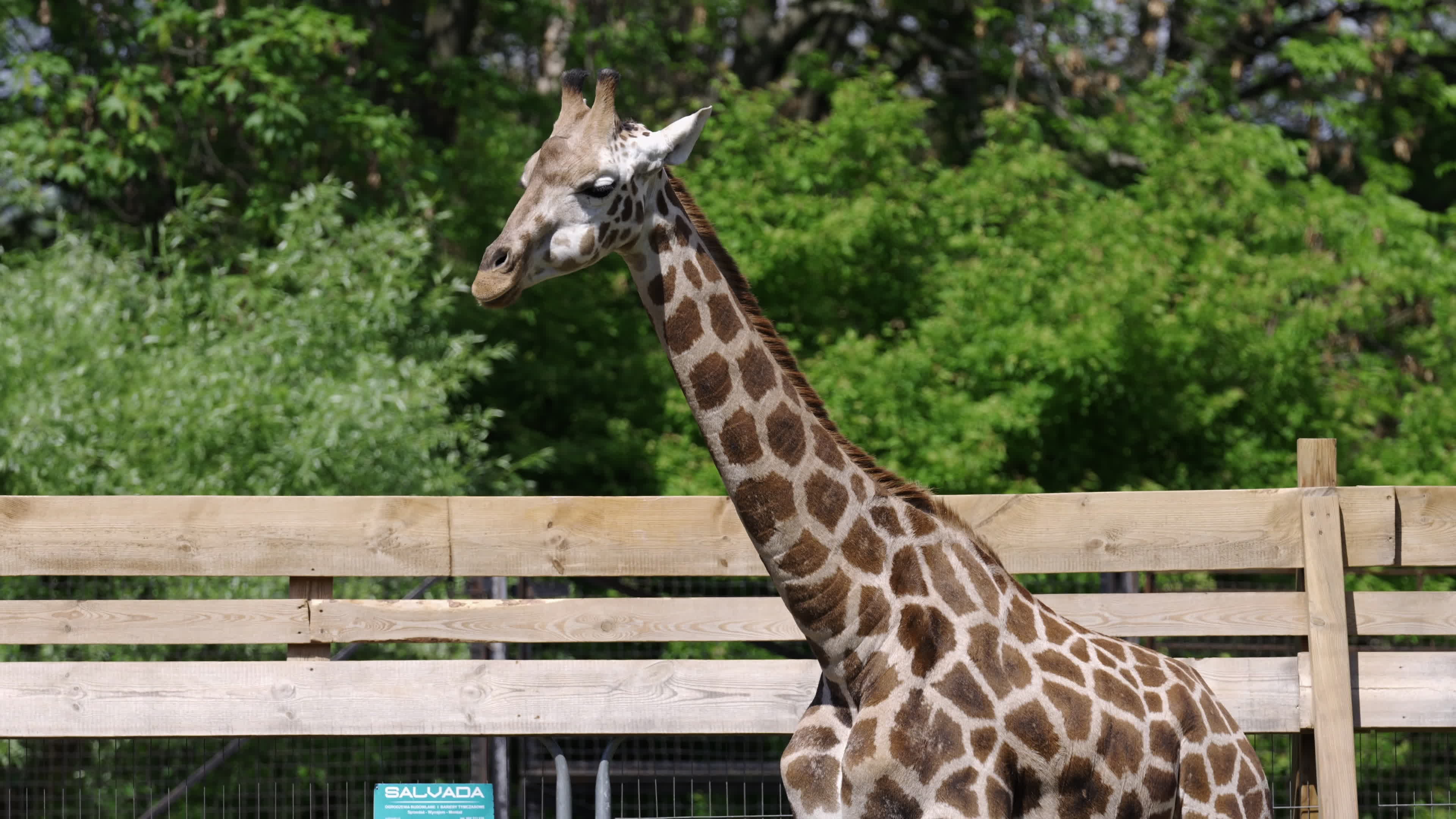 Warsaw Zoo's youngeset giraffe finds new home