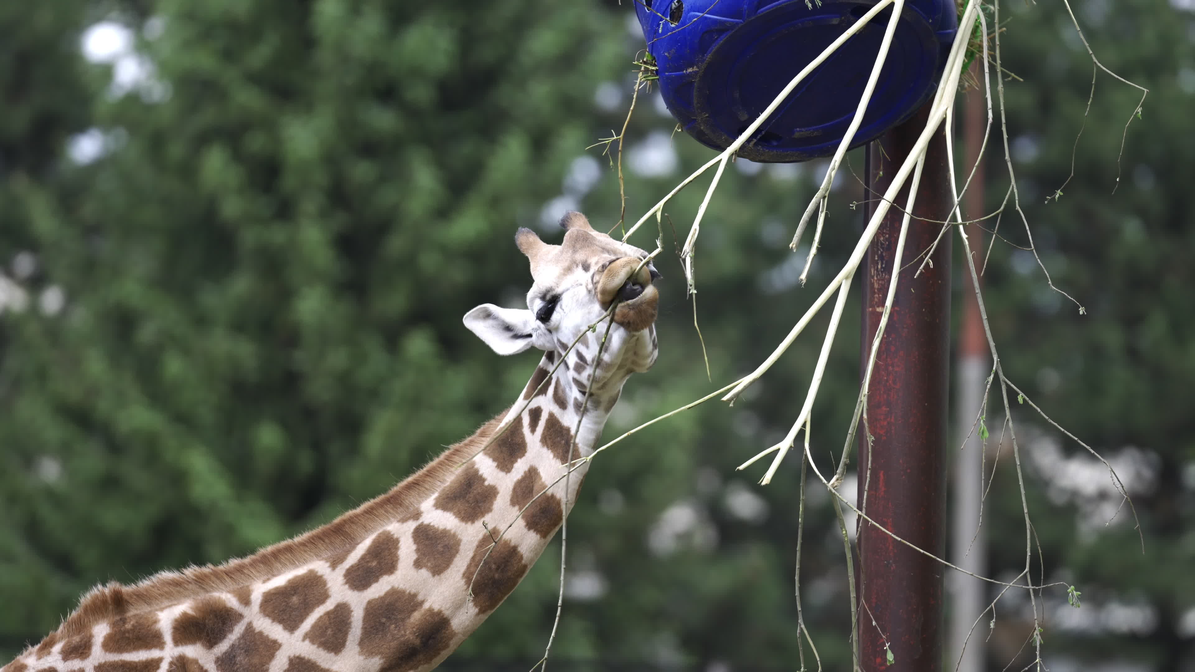 Warsaw Zoo's youngeset giraffe finds new home