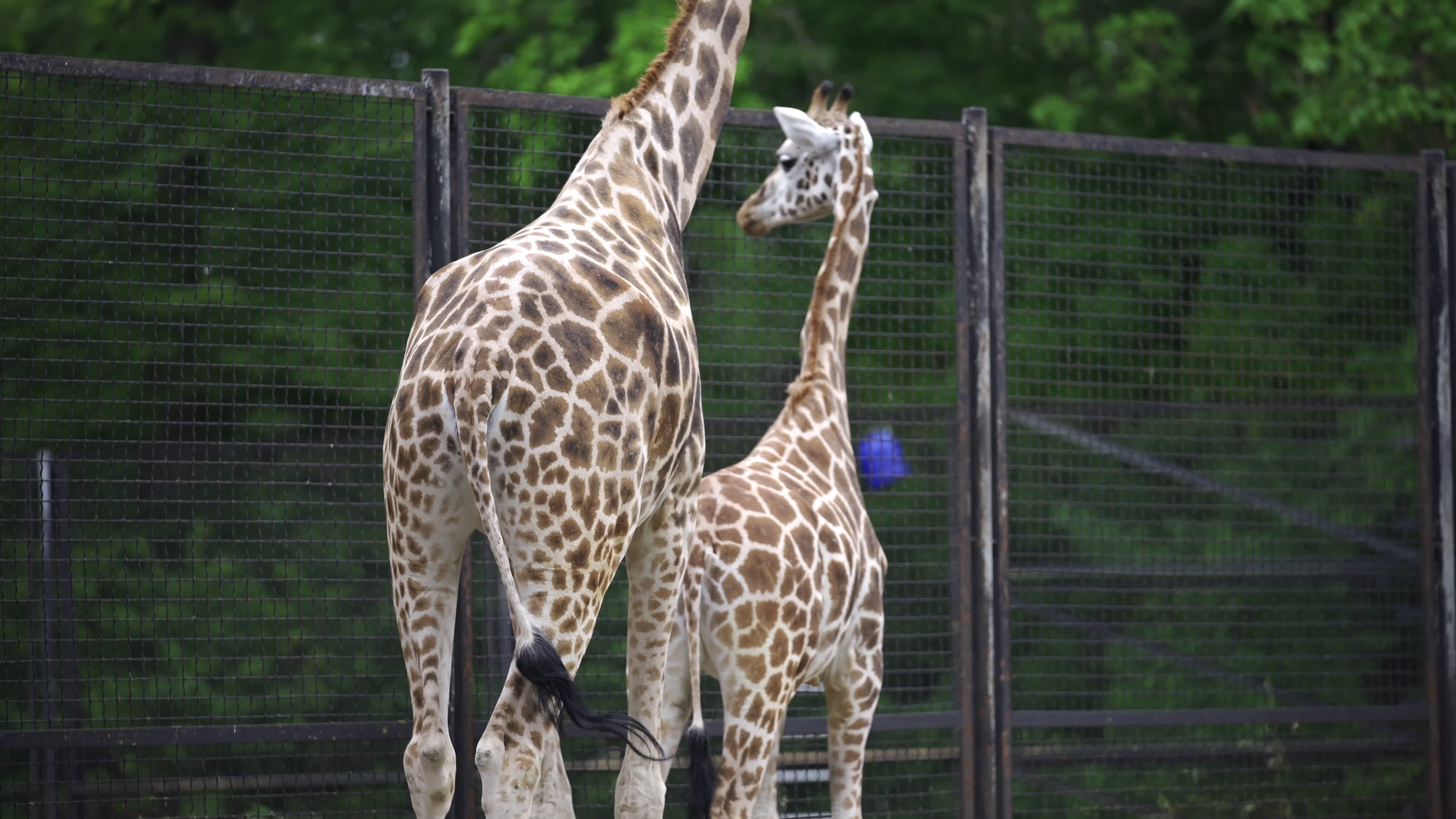 Warsaw Zoo's youngeset giraffe finds new home