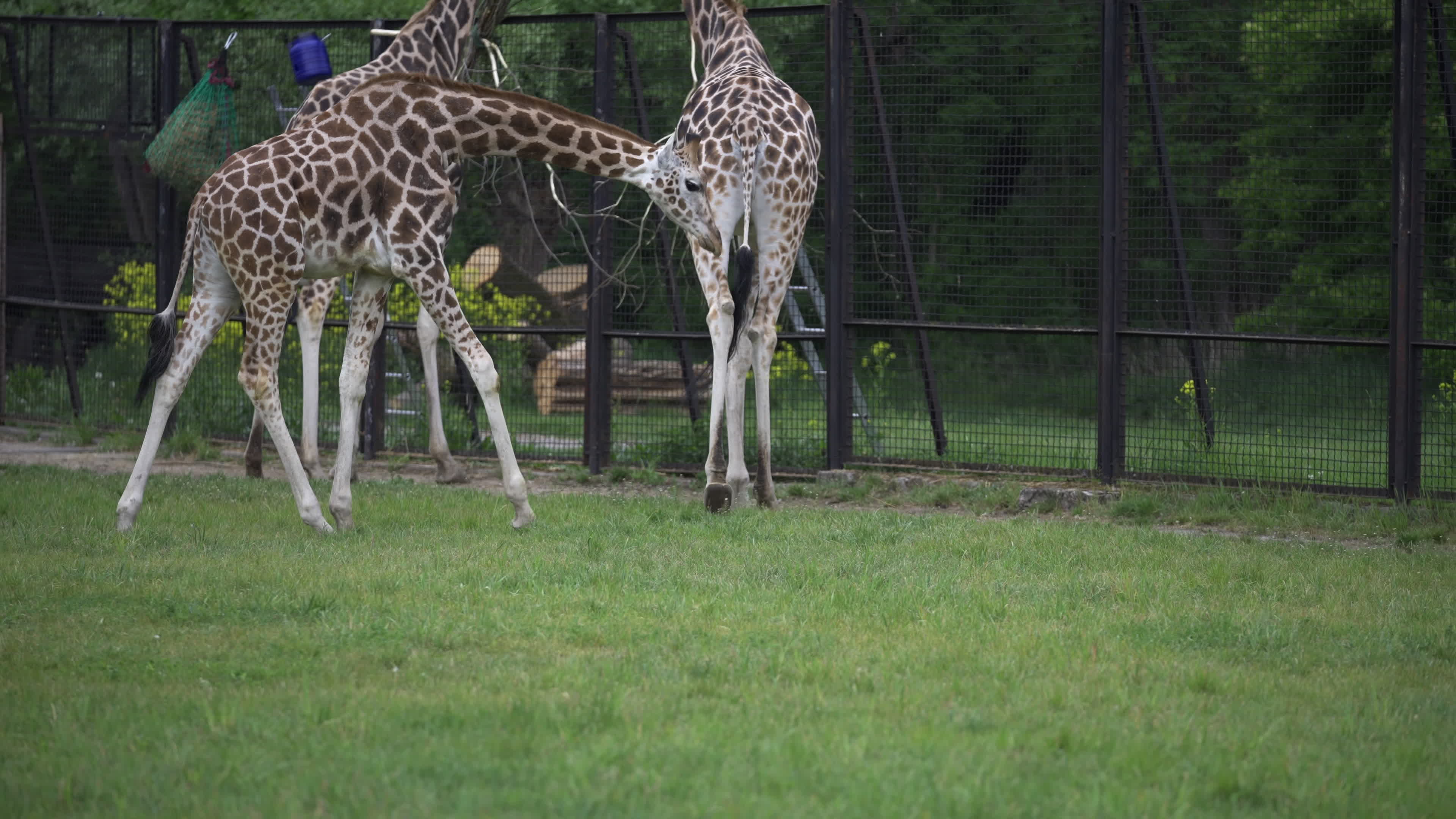 Warsaw Zoo's youngeset giraffe finds new home