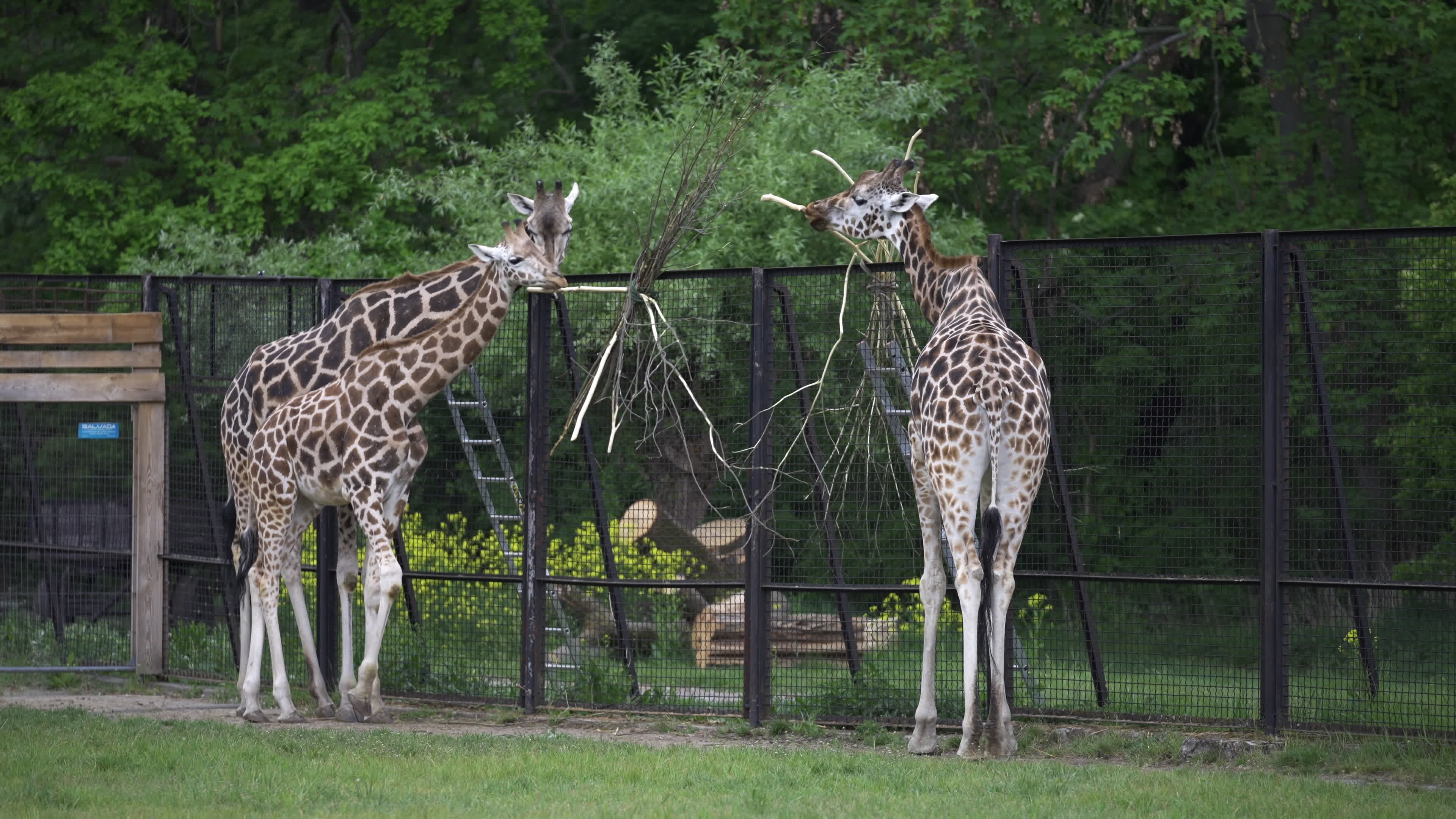 Warsaw Zoo's youngeset giraffe finds new home