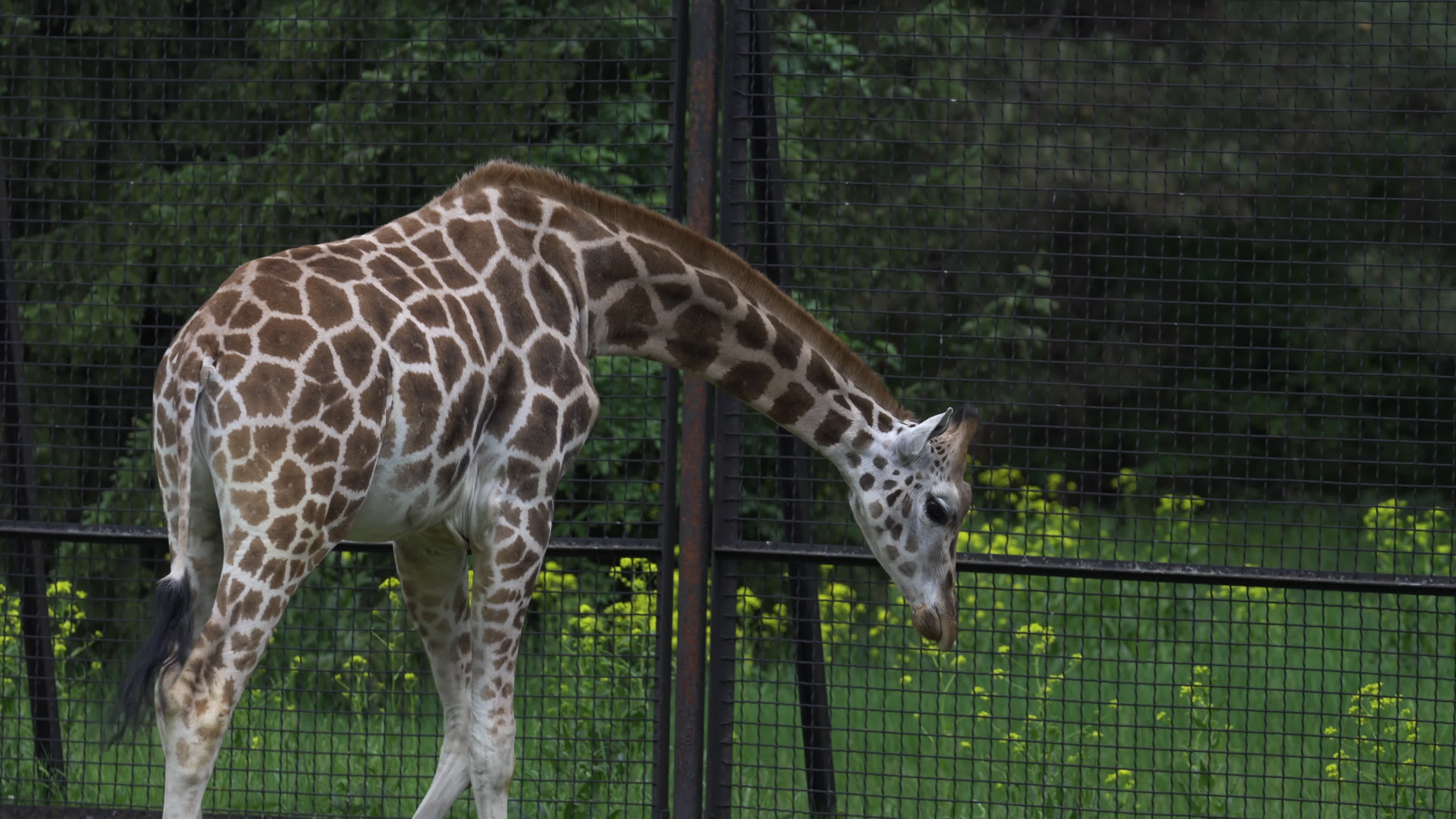 Warsaw Zoo's youngeset giraffe finds new home