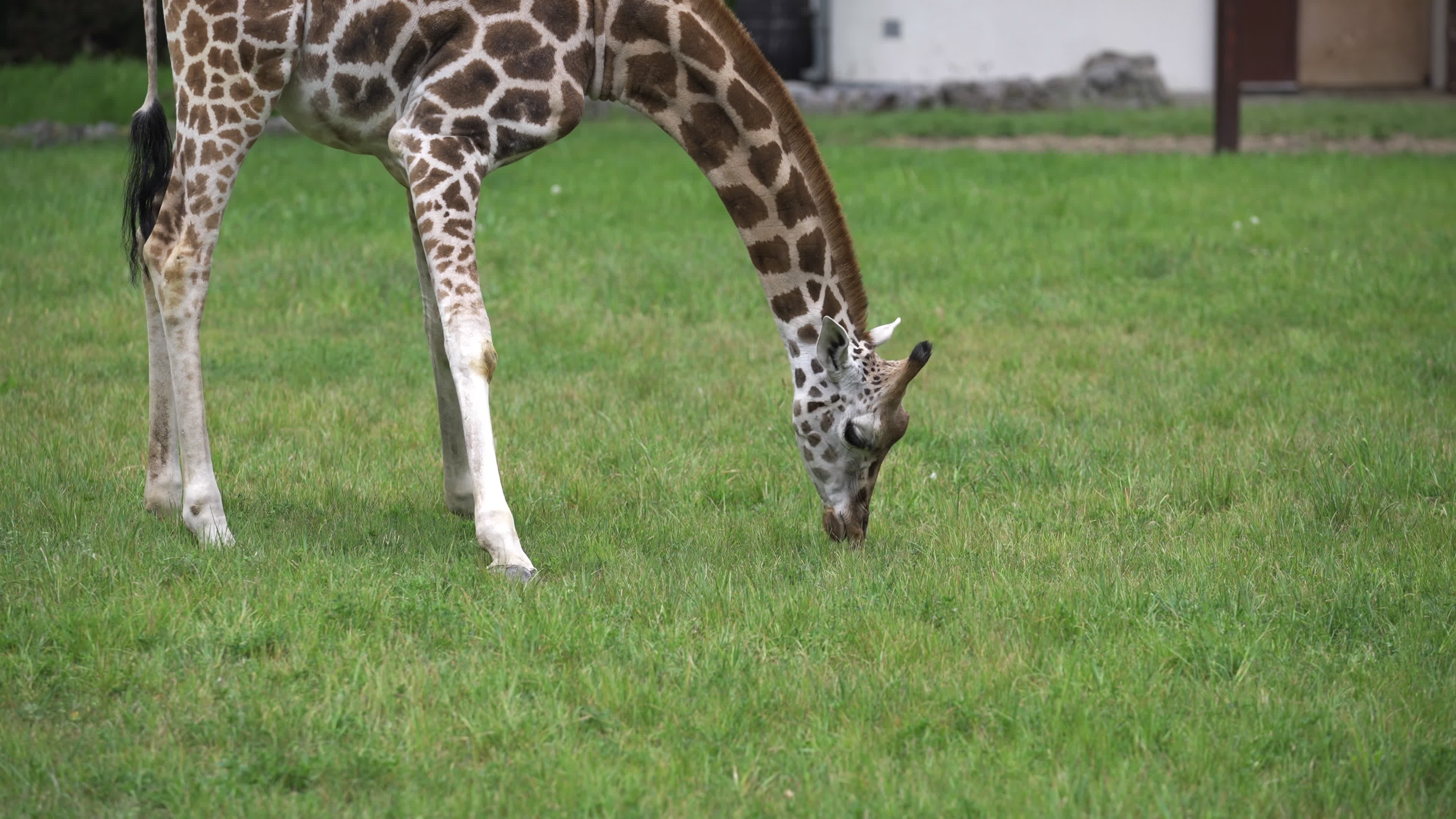 Warsaw Zoo's youngeset giraffe finds new home