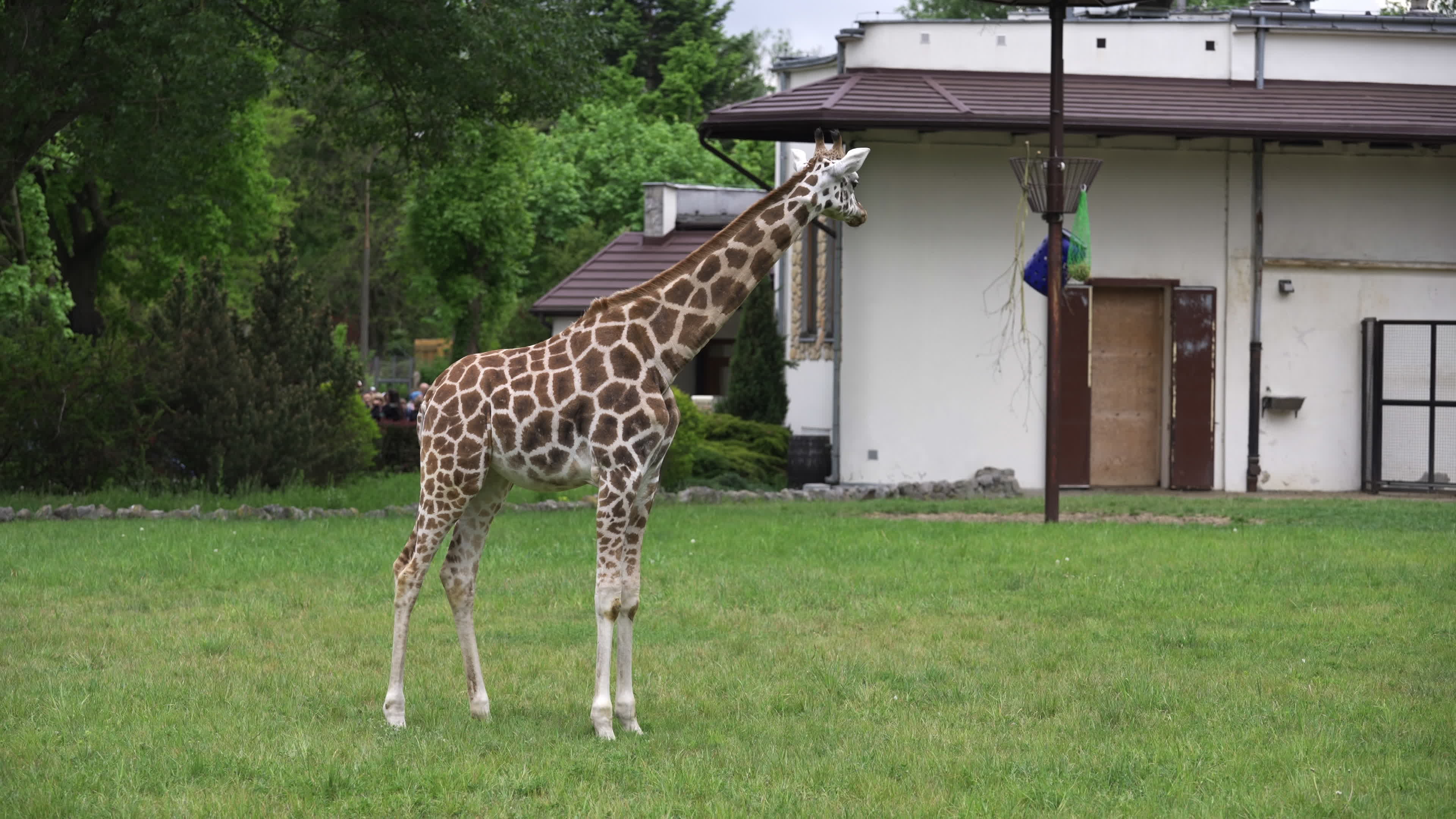 Warsaw Zoo's youngeset giraffe finds new home