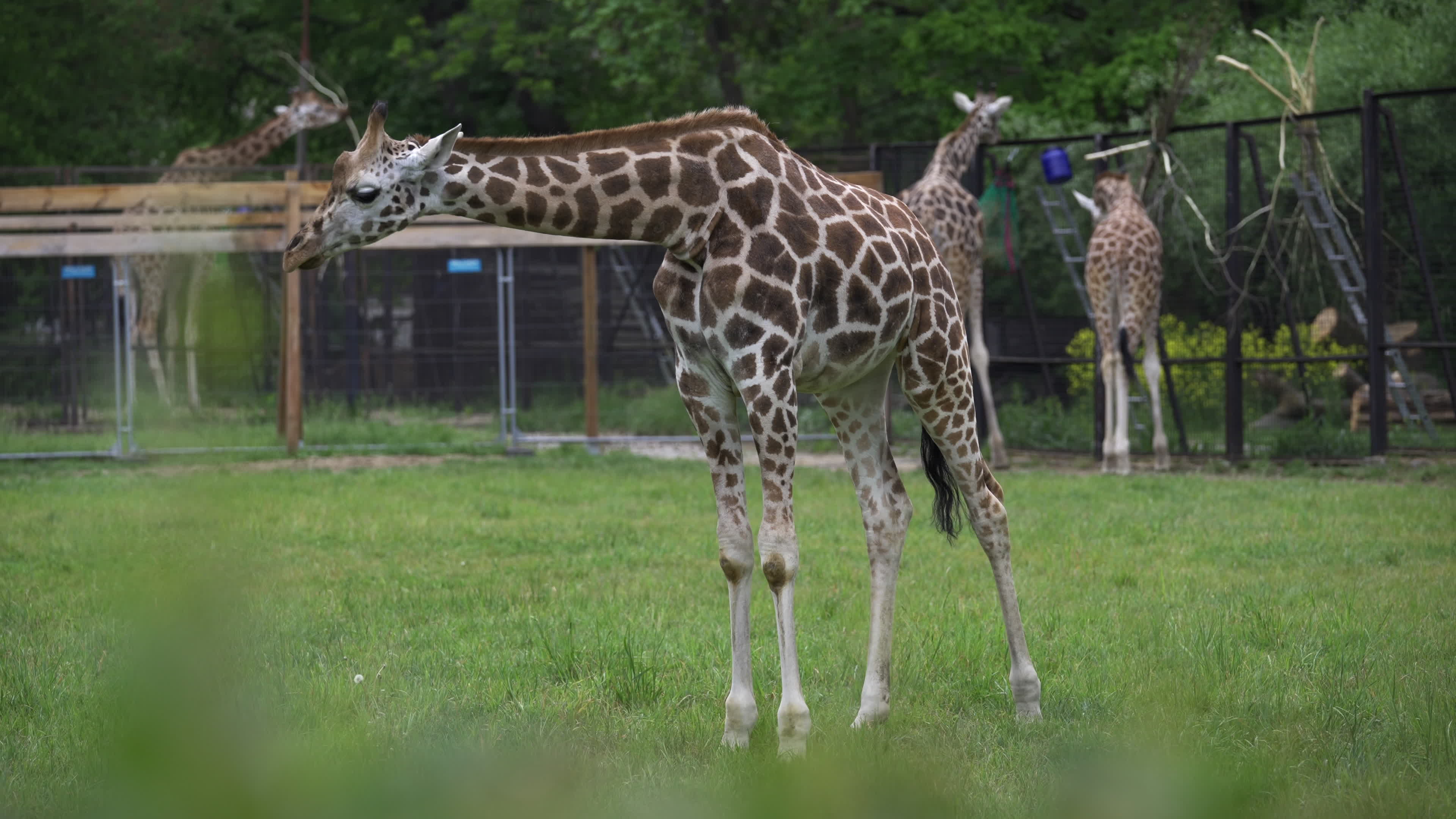 Warsaw Zoo's youngeset giraffe finds new home