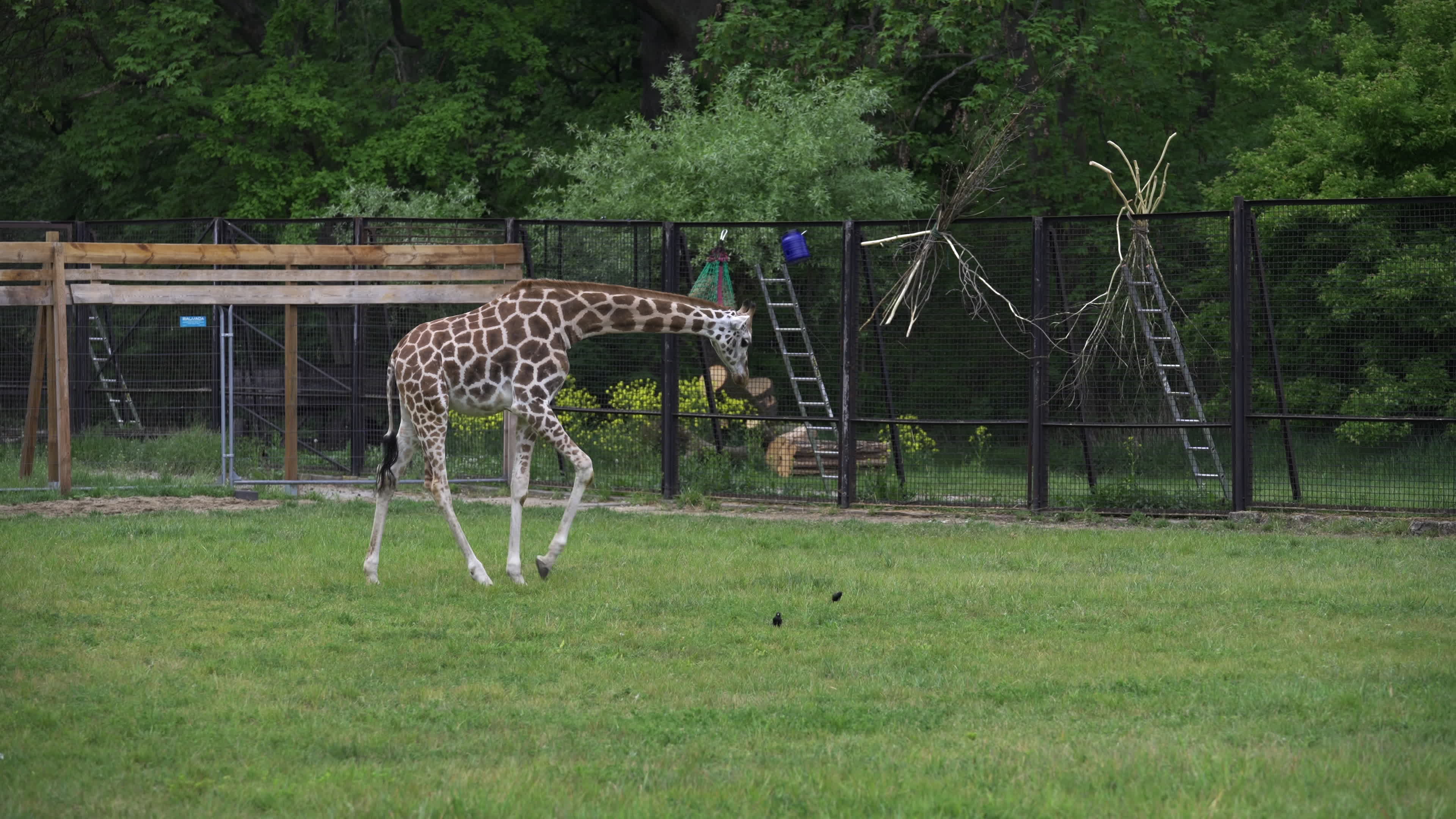 Warsaw Zoo's youngeset giraffe finds new home