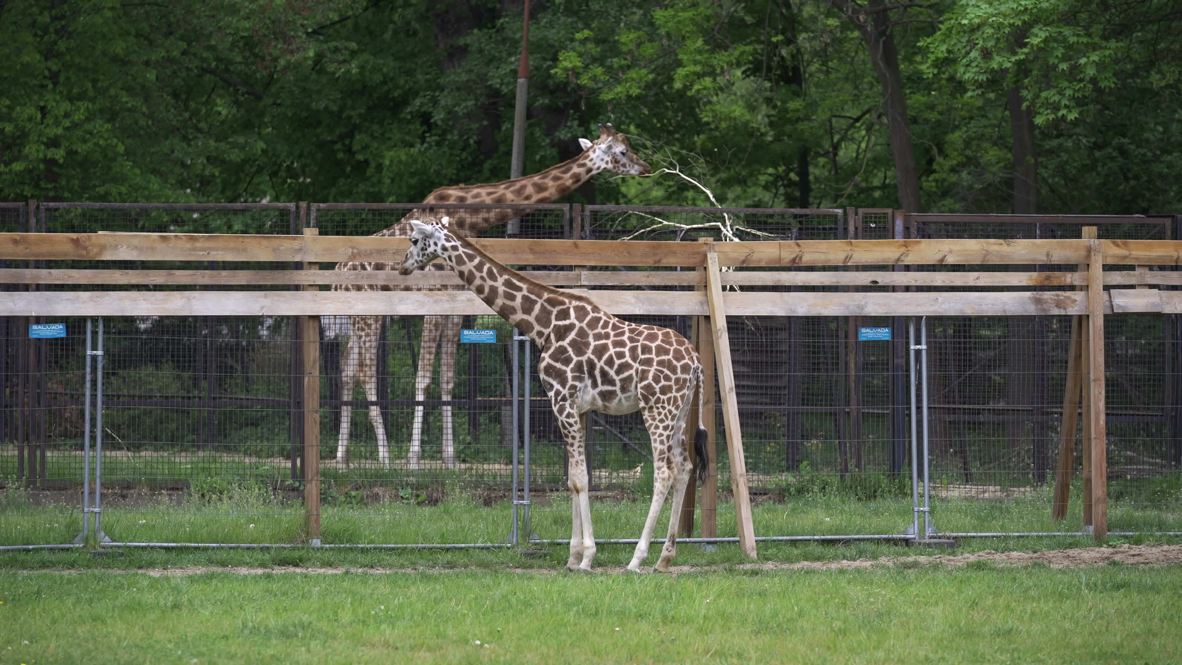 Warsaw Zoo's youngeset giraffe finds new home
