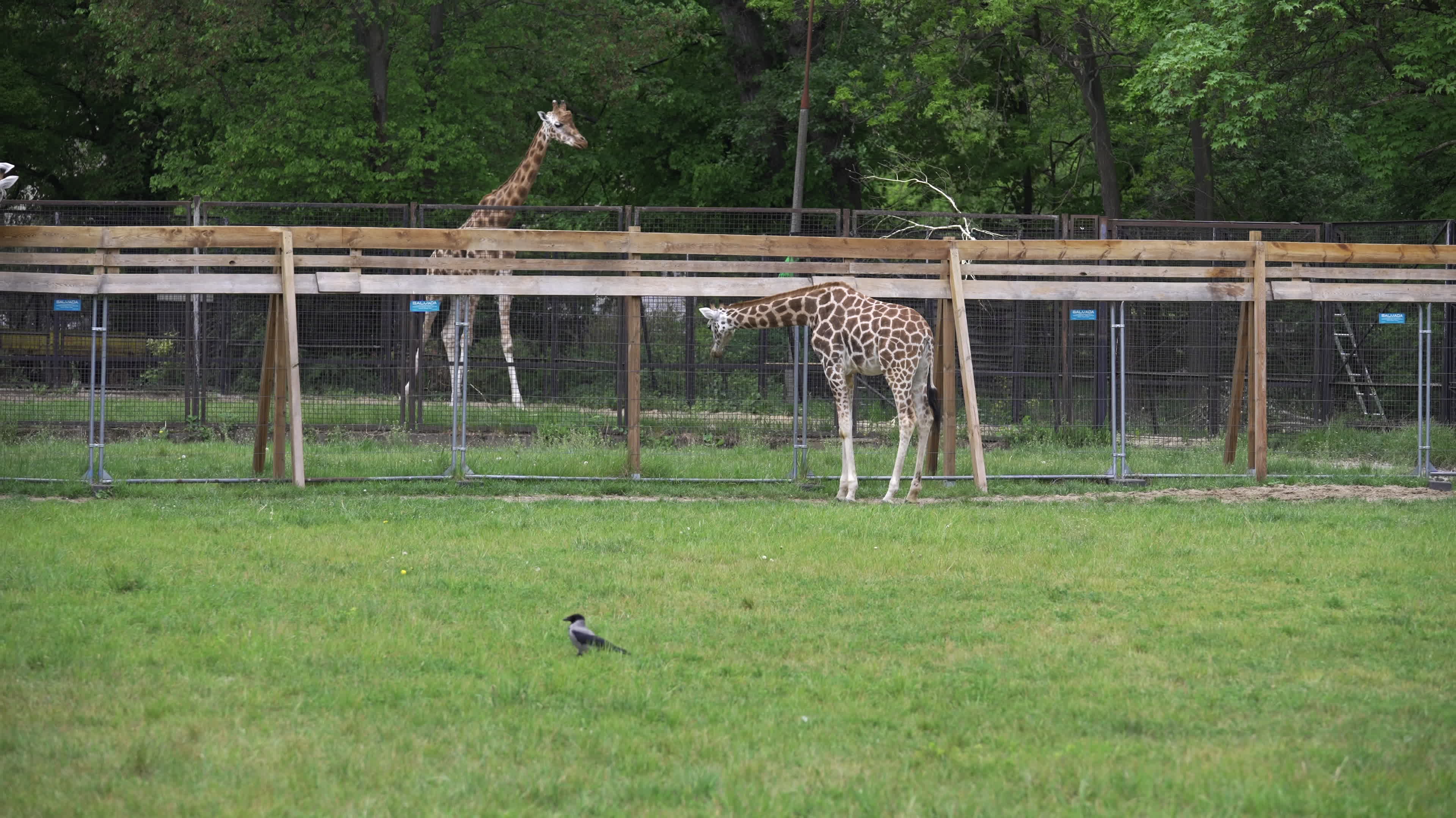 Warsaw Zoo's youngeset giraffe finds new home