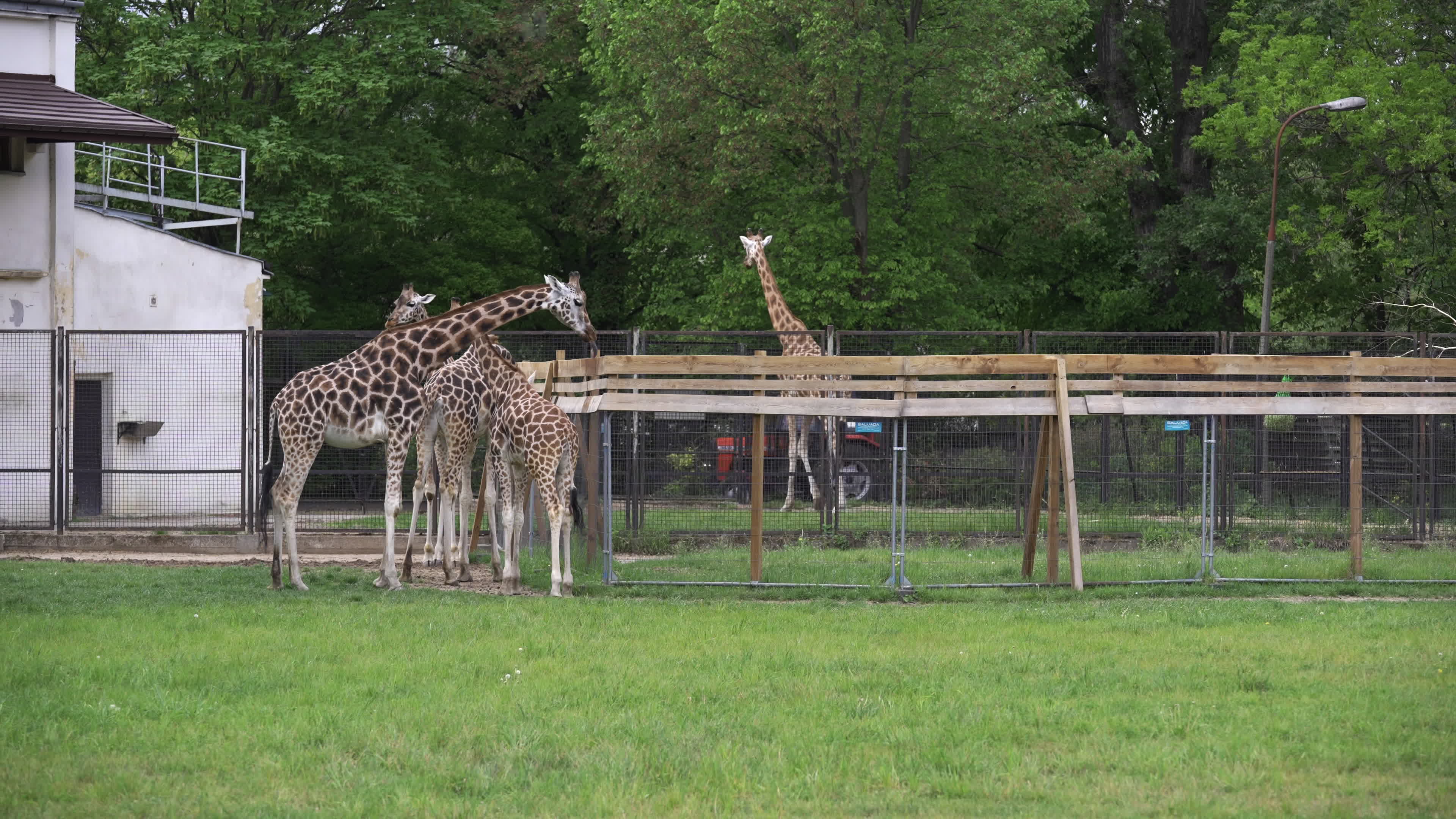 Warsaw Zoo's youngeset giraffe finds new home