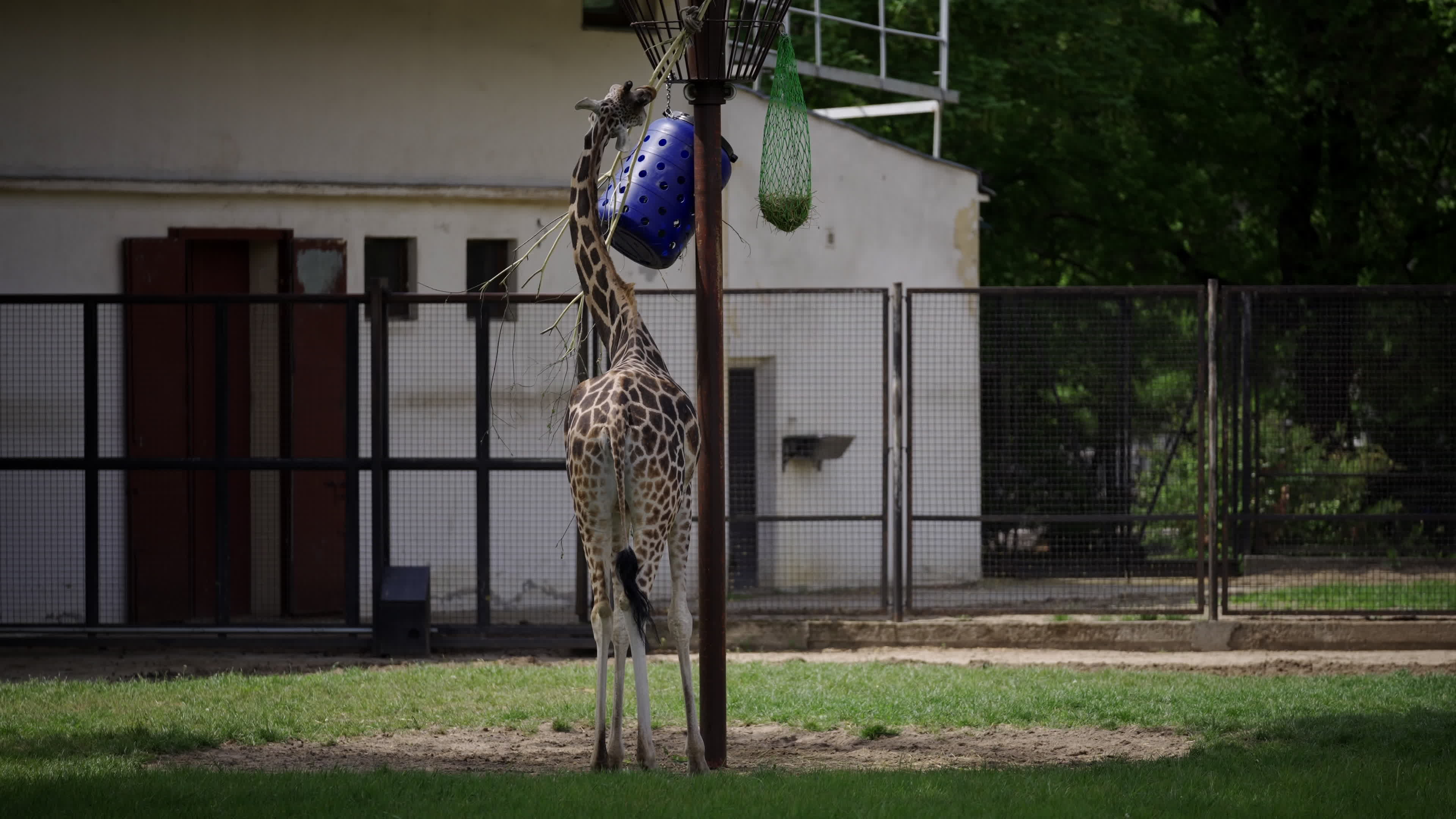 Warsaw Zoo's youngeset giraffe finds new home