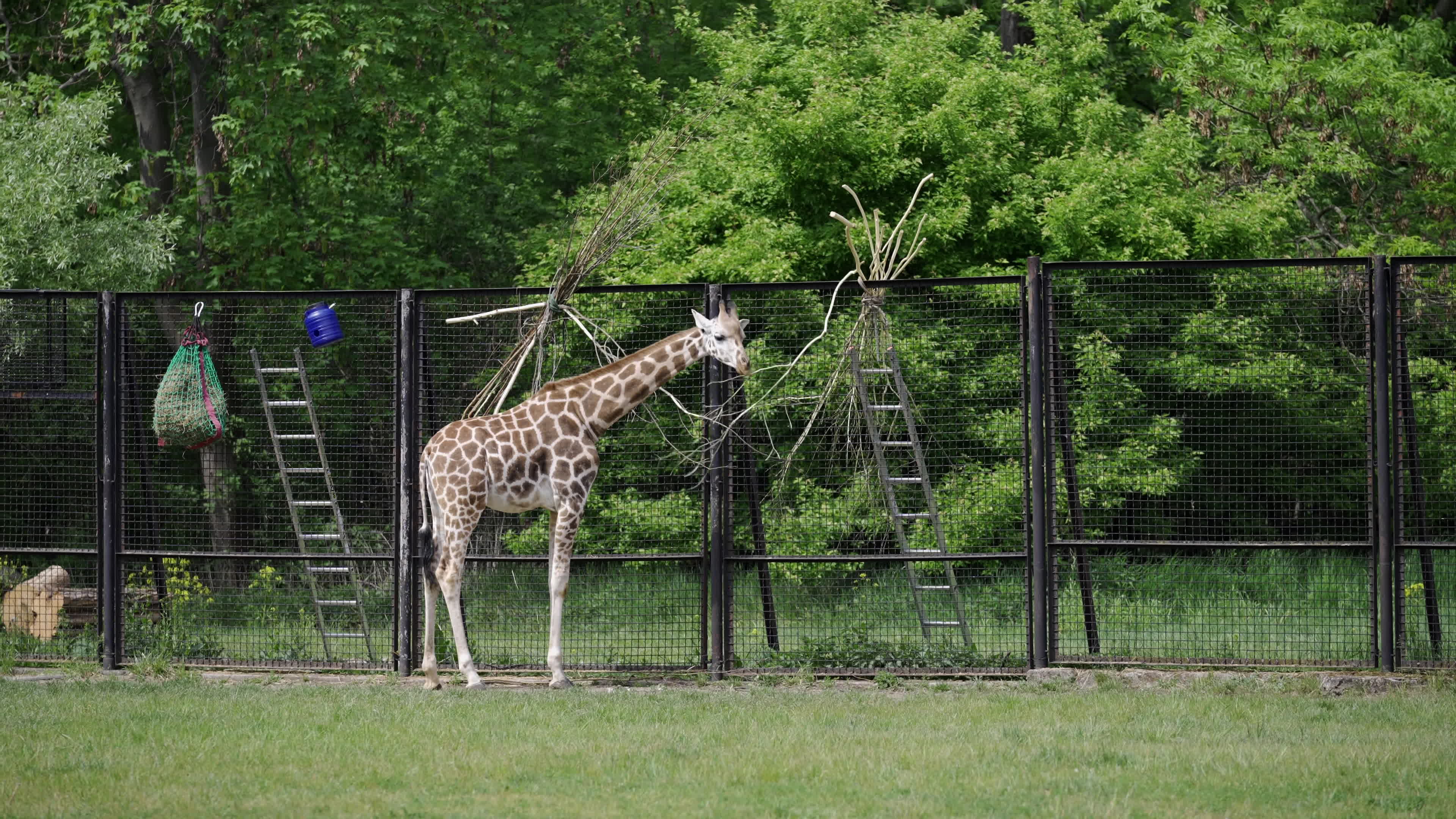 Warsaw Zoo's youngeset giraffe finds new home