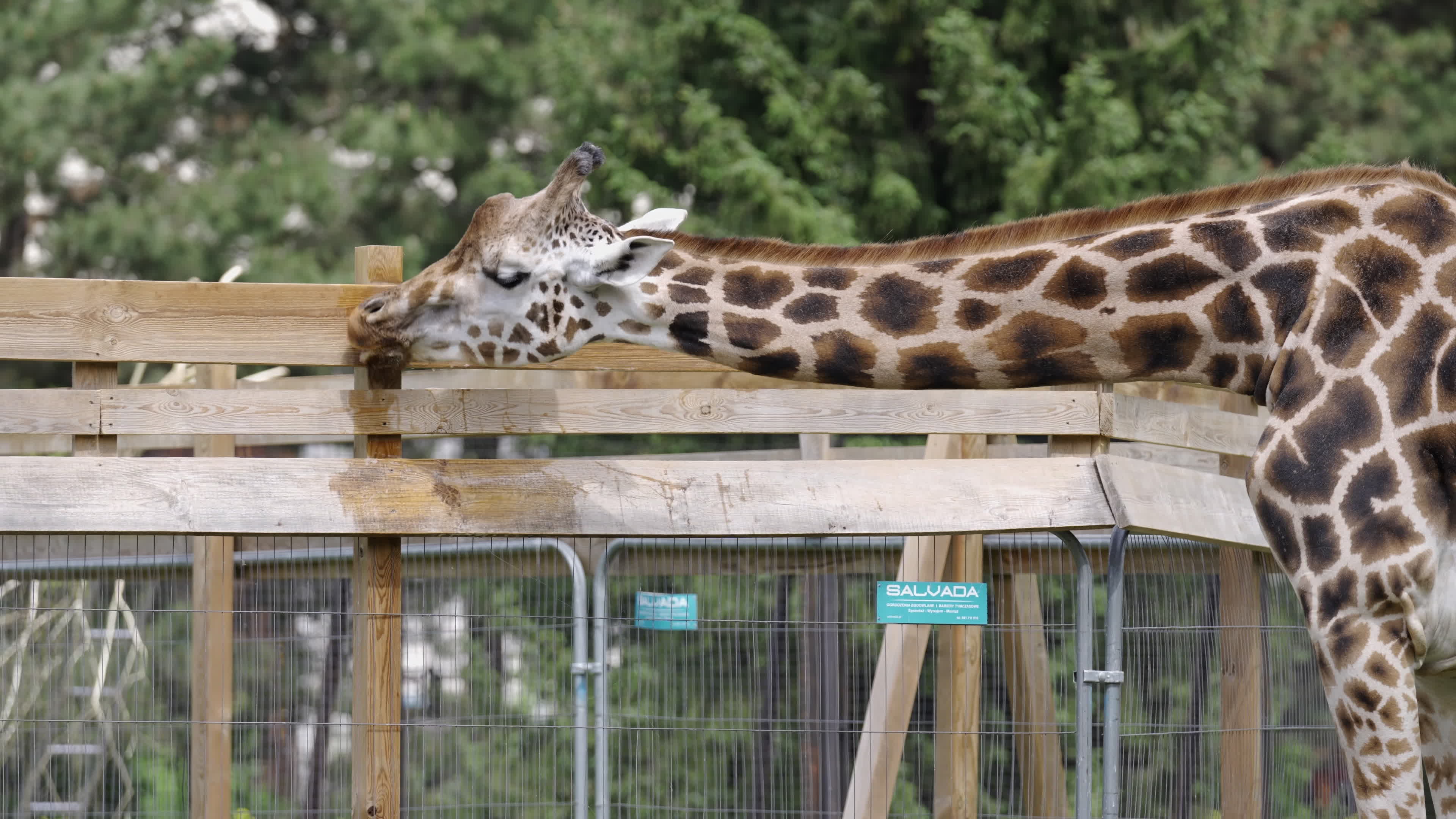 Warsaw Zoo's youngeset giraffe finds new home