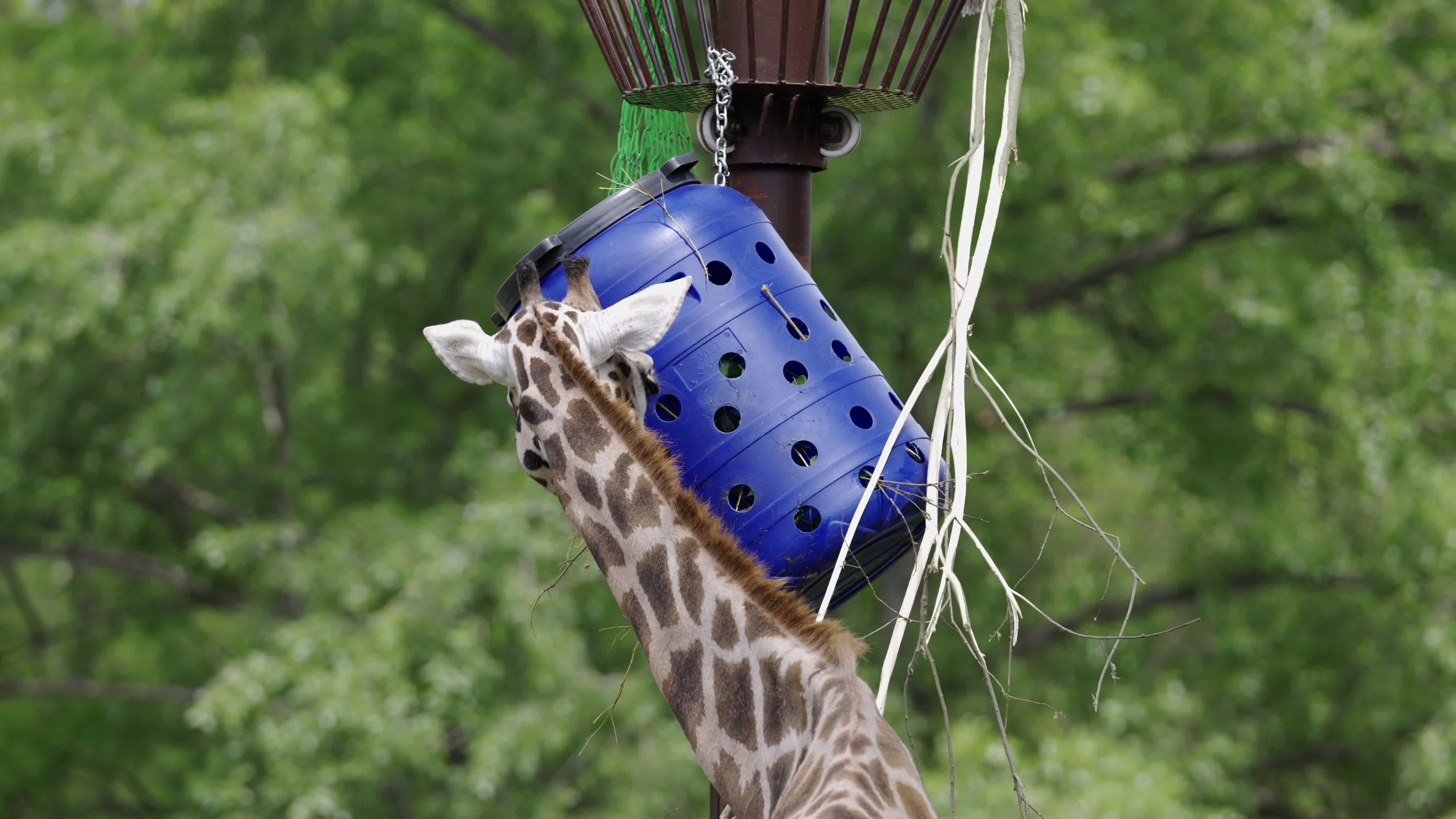 Warsaw Zoo's youngeset giraffe finds new home