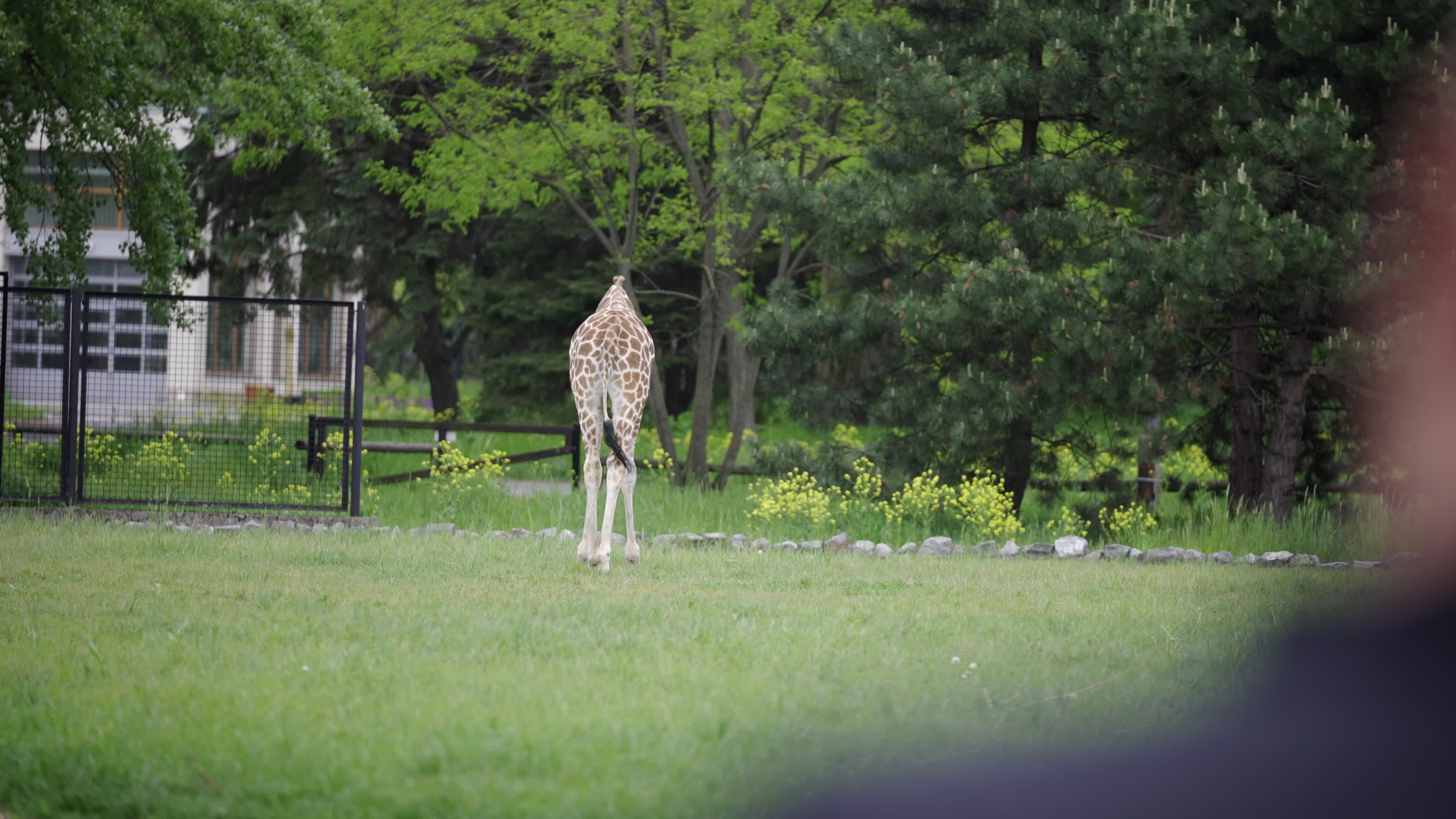 Warsaw Zoo's youngeset giraffe finds new home