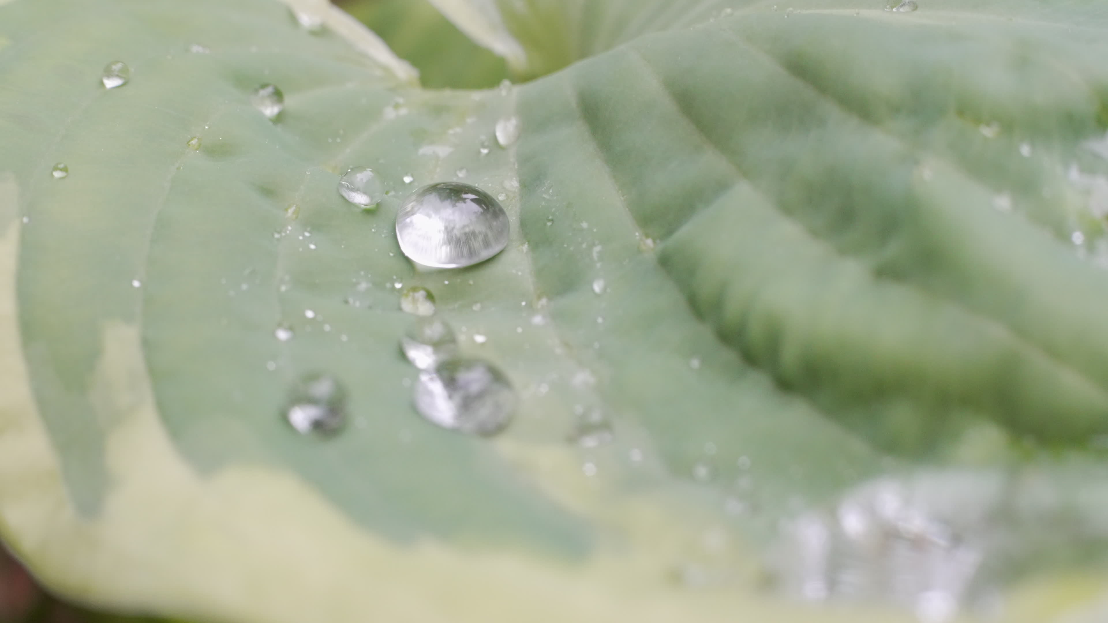 Rain drops on leaves in slow motion