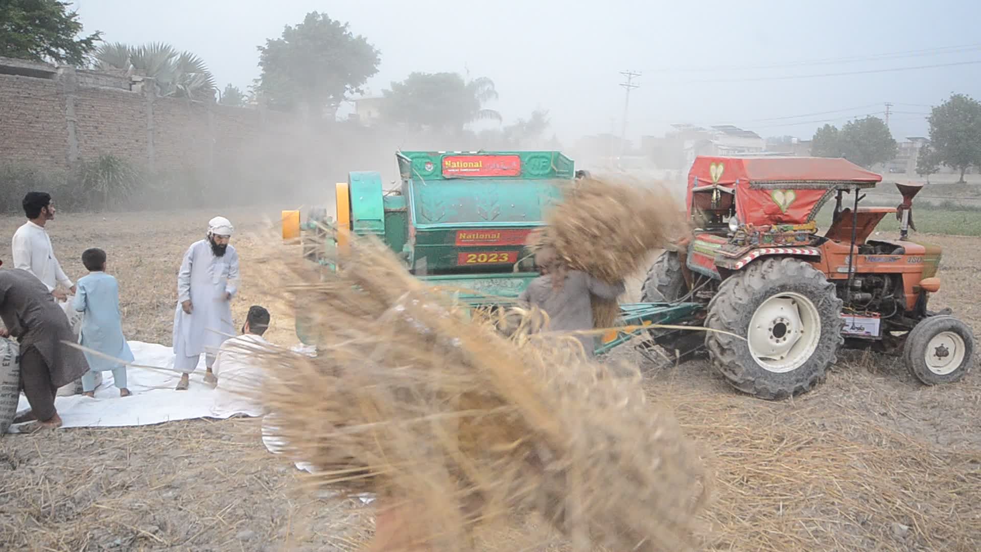 Pakistani farmer threshes wheat after harvest in rural Pakistan