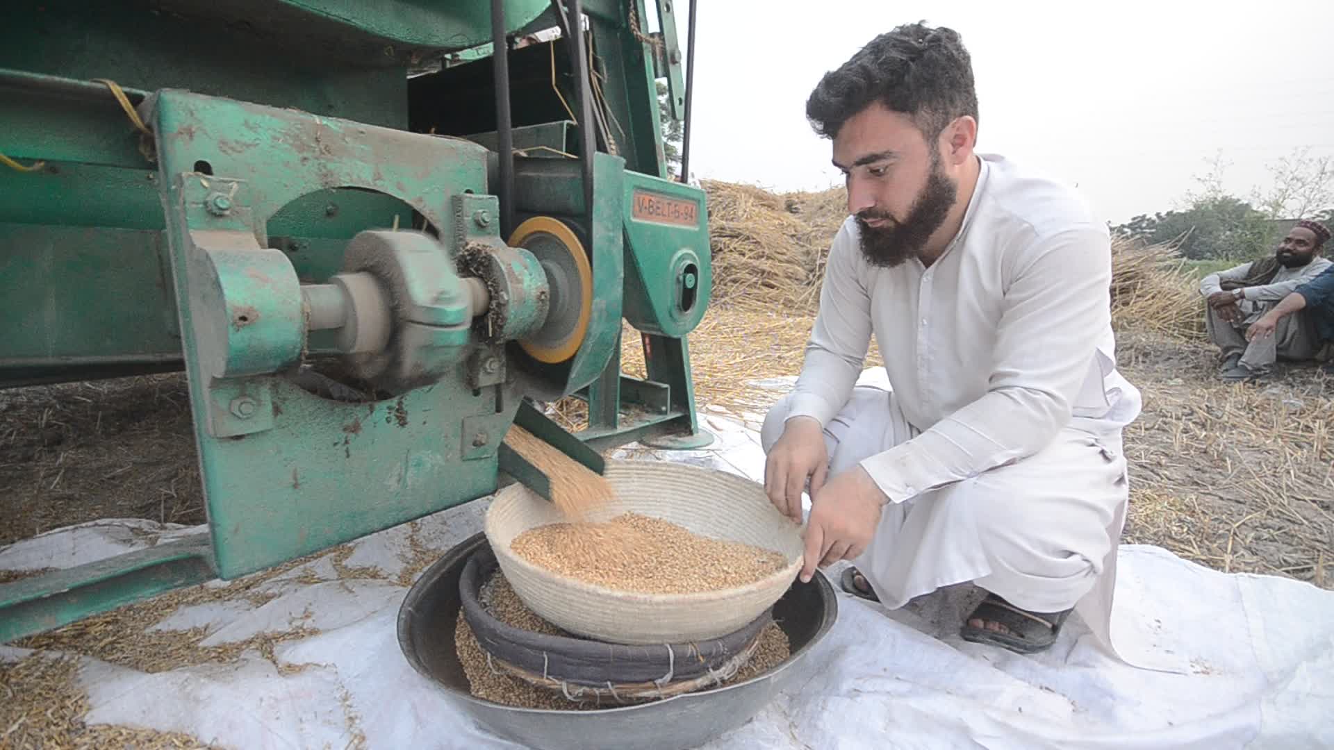 Pakistani farmer threshes wheat after harvest in rural Pakistan