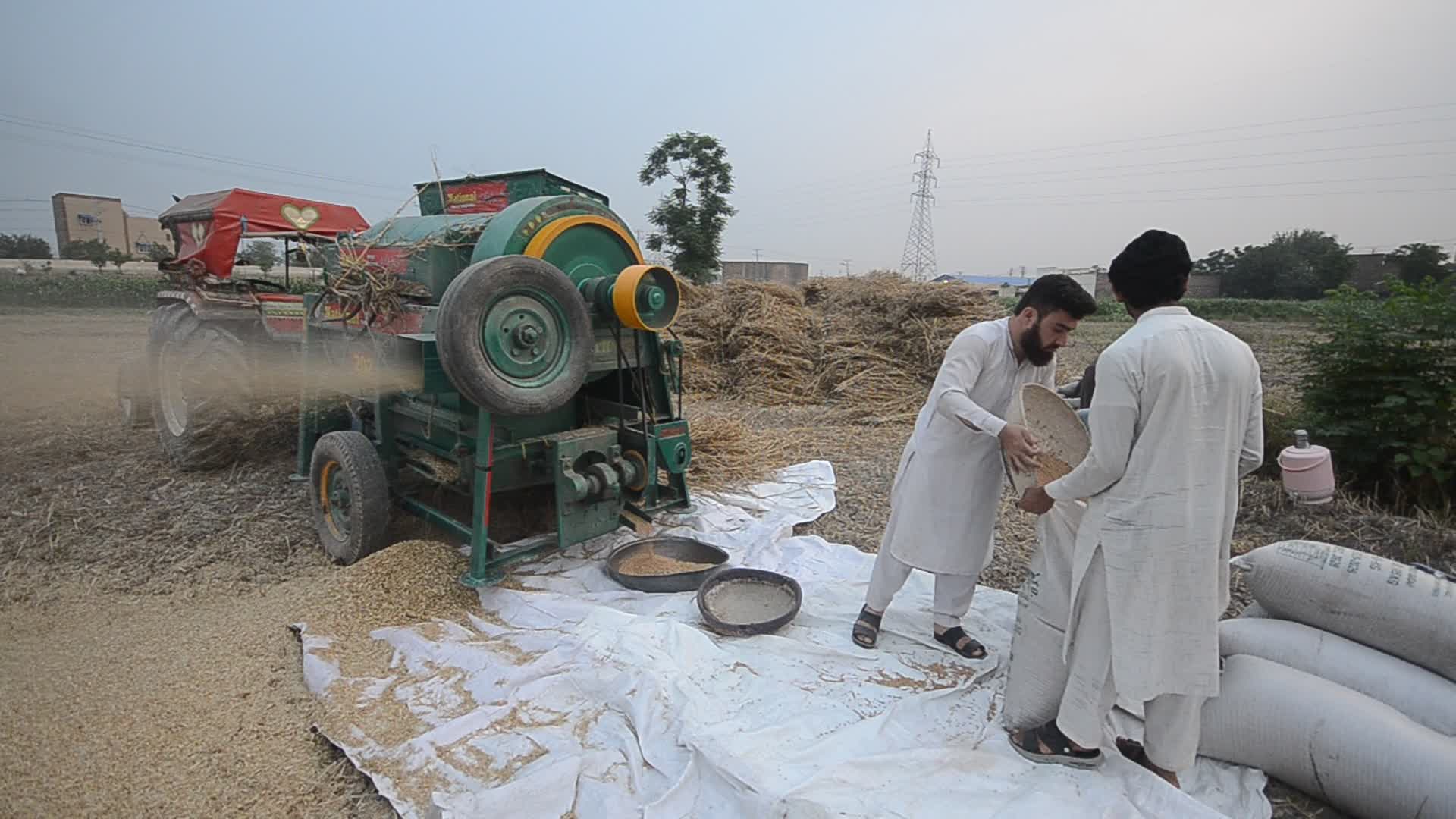 Pakistani farmer threshes wheat after harvest in rural Pakistan