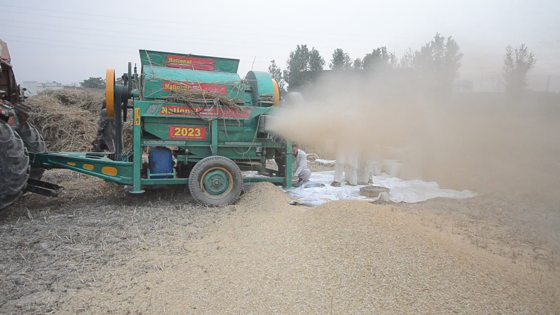 Pakistani farmer threshes wheat after harvest in rural Pakistan