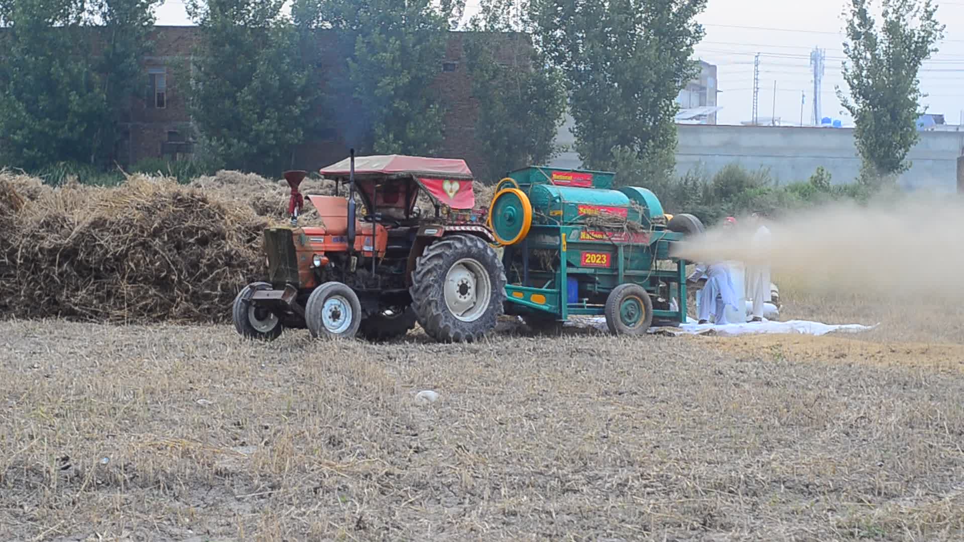 Pakistani farmer threshes wheat after harvest in rural Pakistan