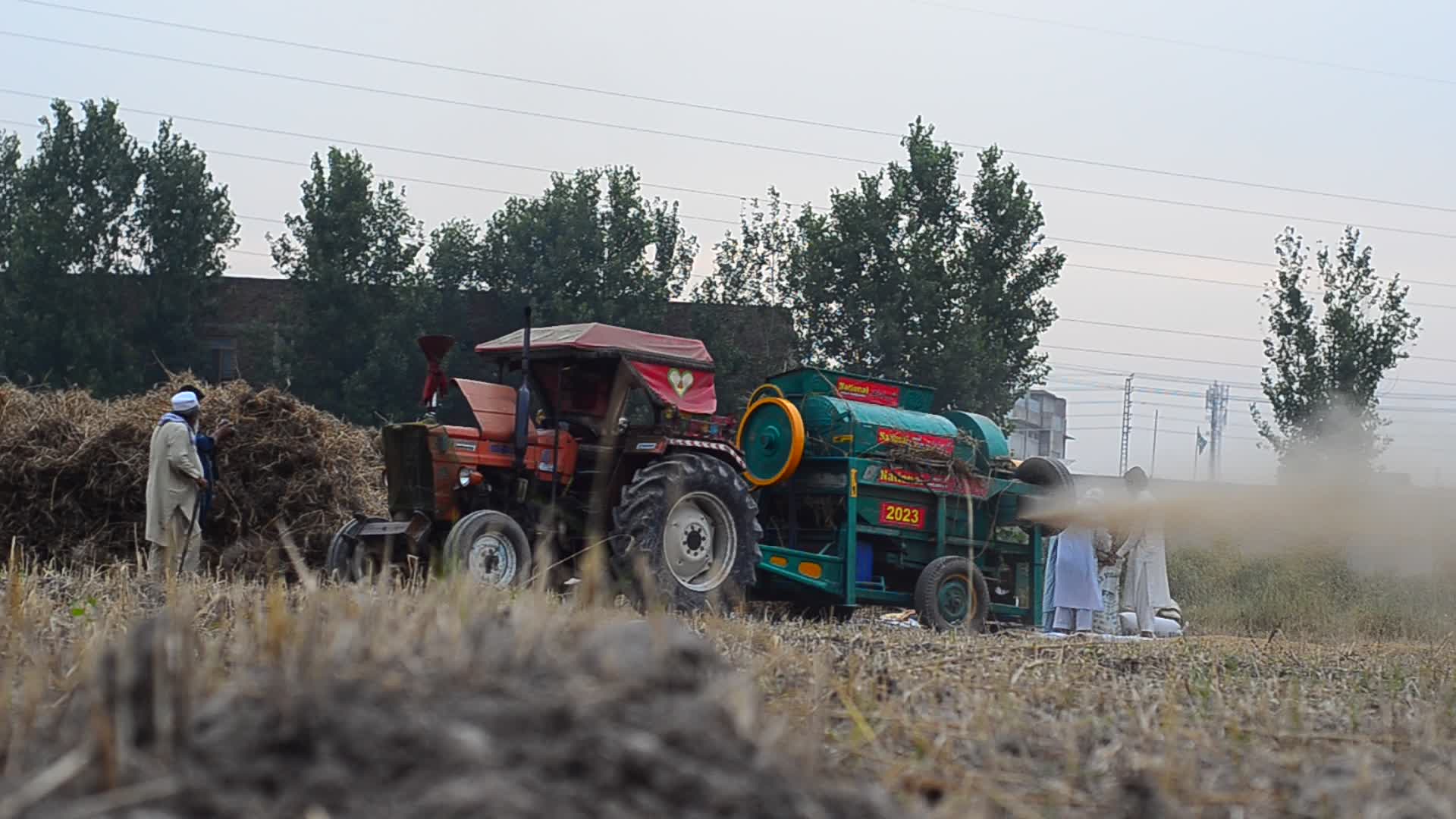 Pakistani farmer threshes wheat after harvest in rural Pakistan