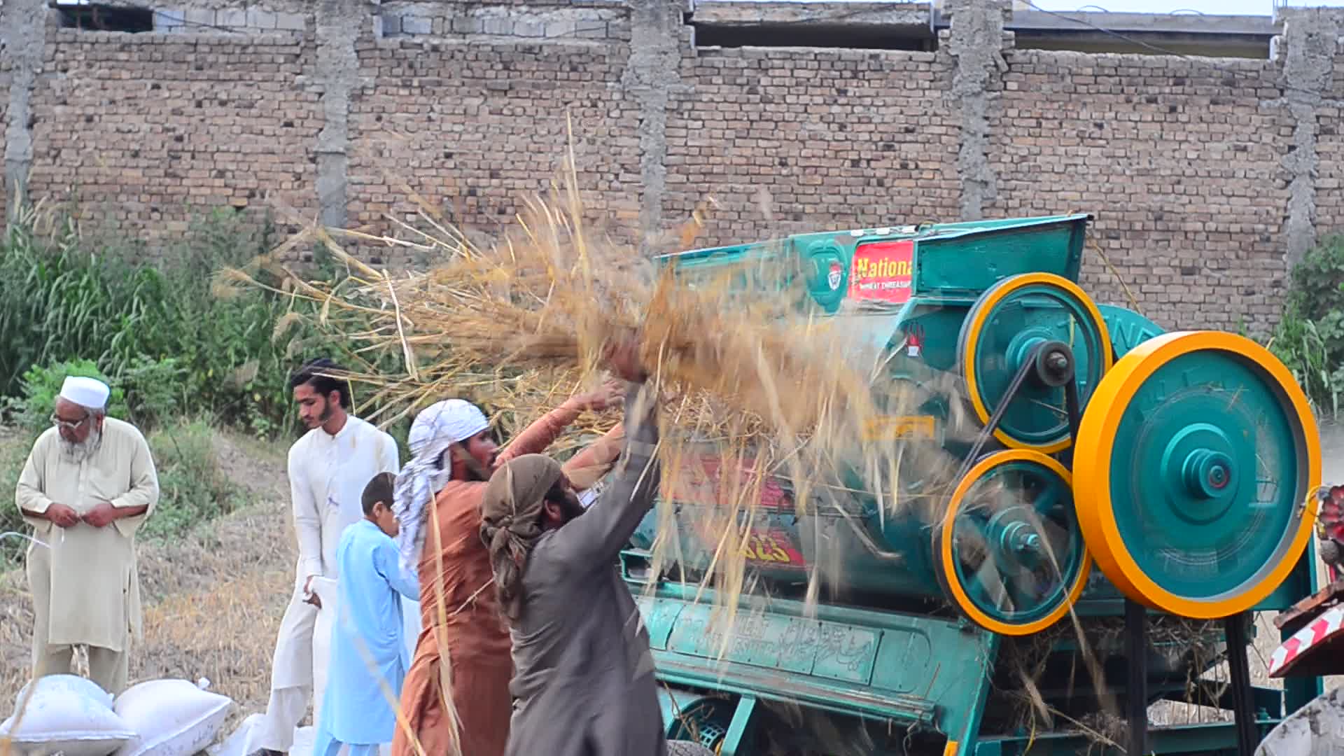 Pakistani farmer threshes wheat after harvest in rural Pakistan